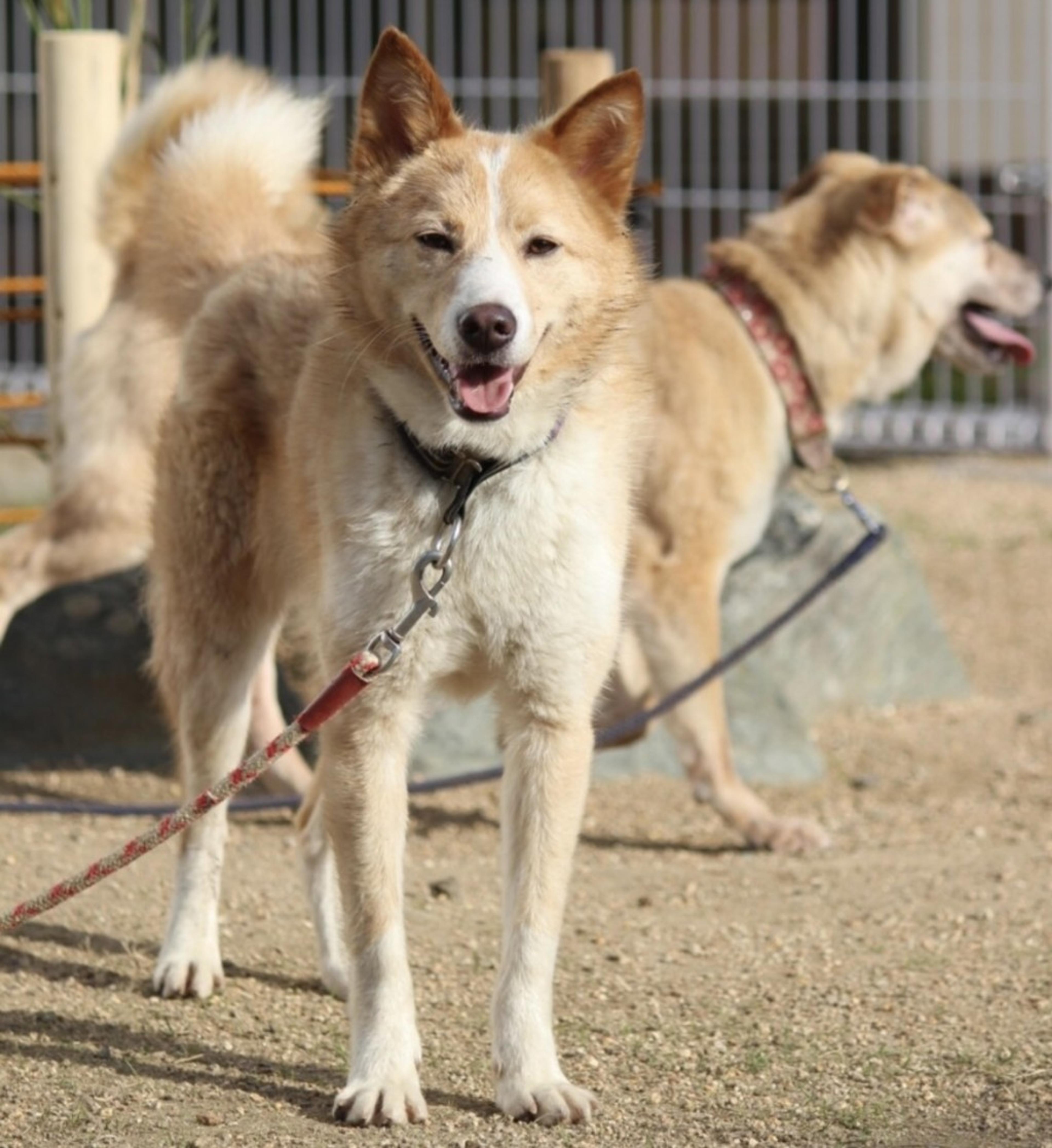 pet-image-4