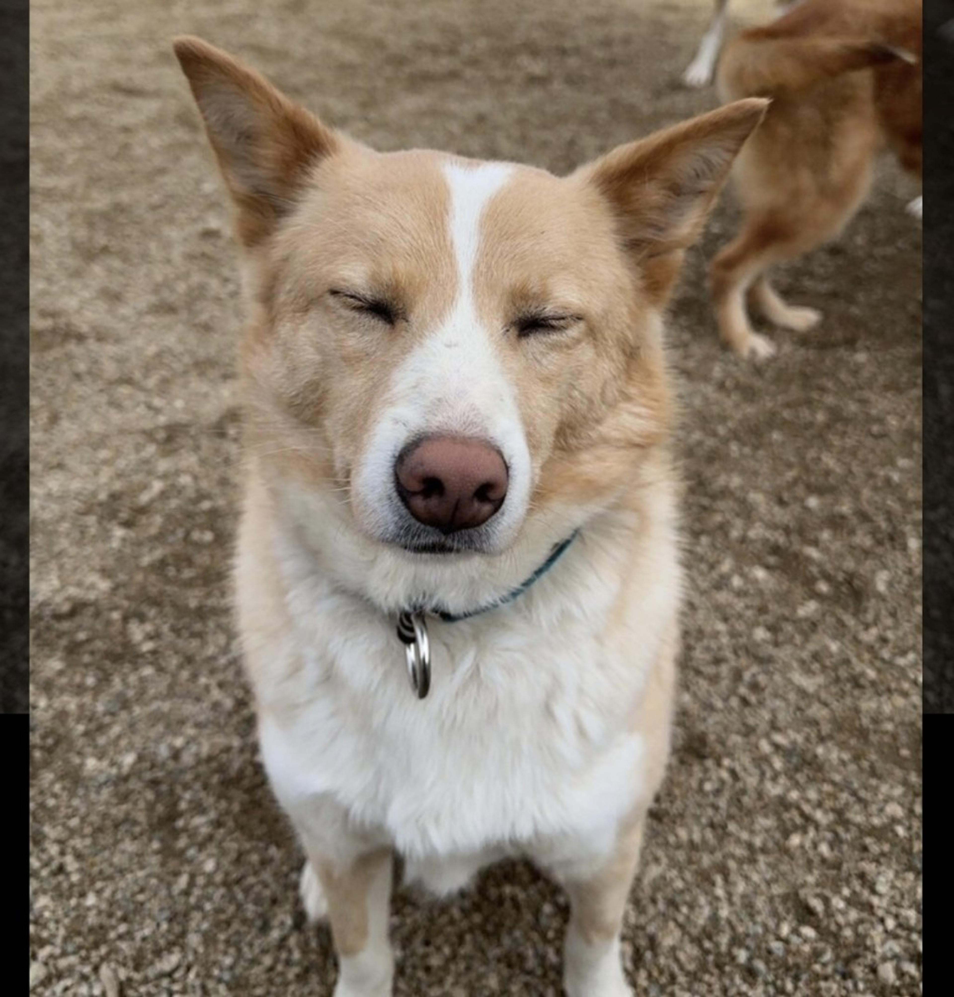 pet-image-3