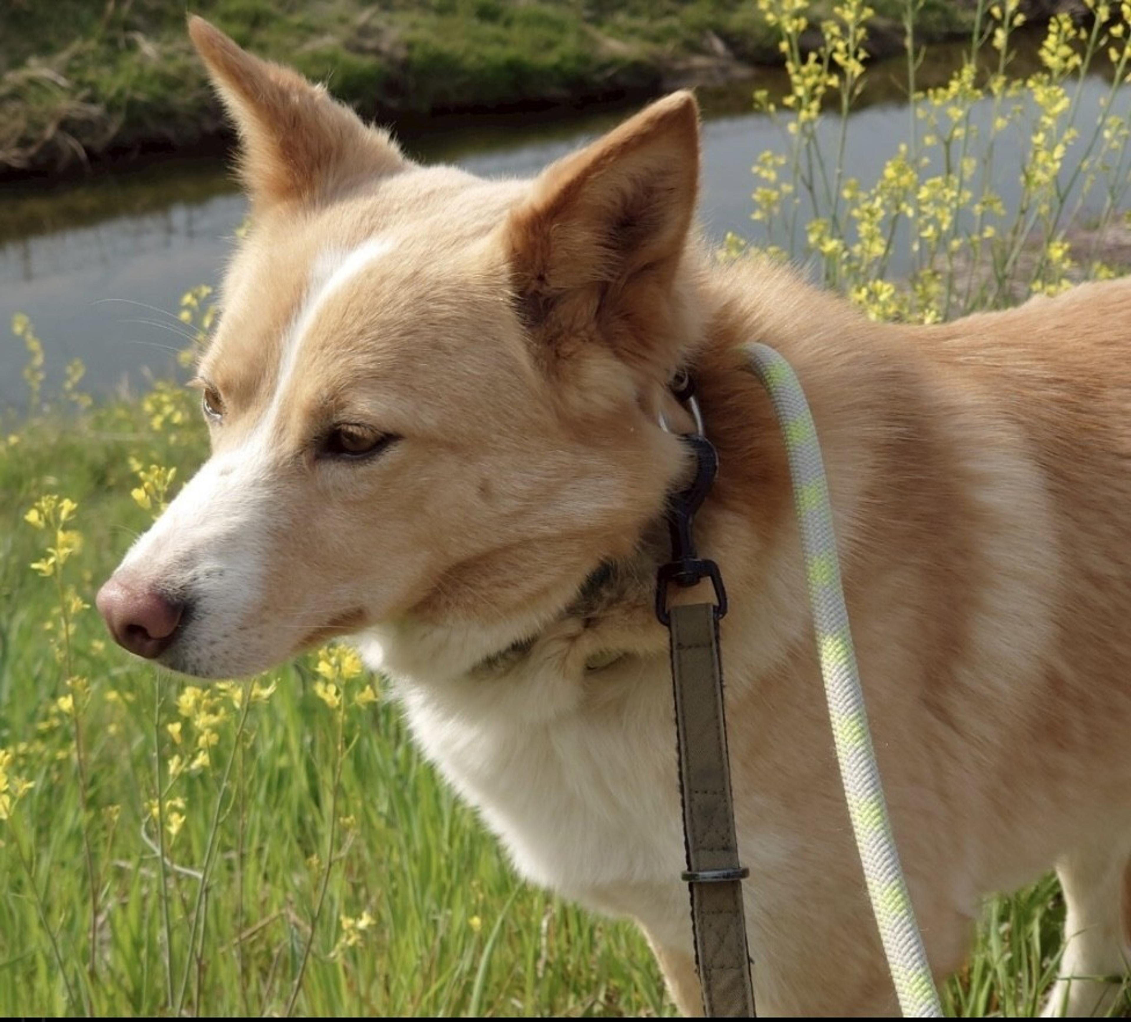 pet-image-5