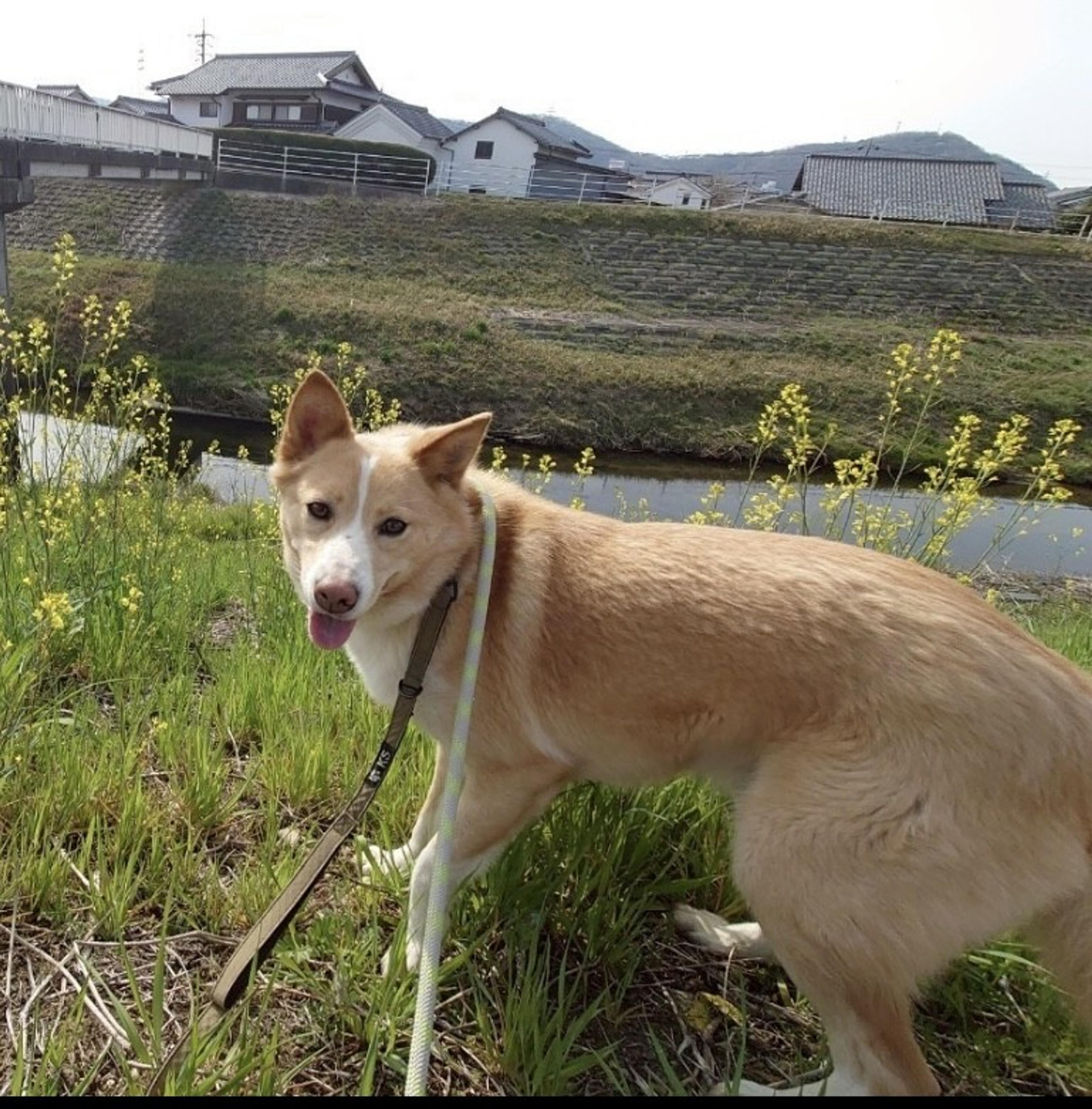 pet-image-7