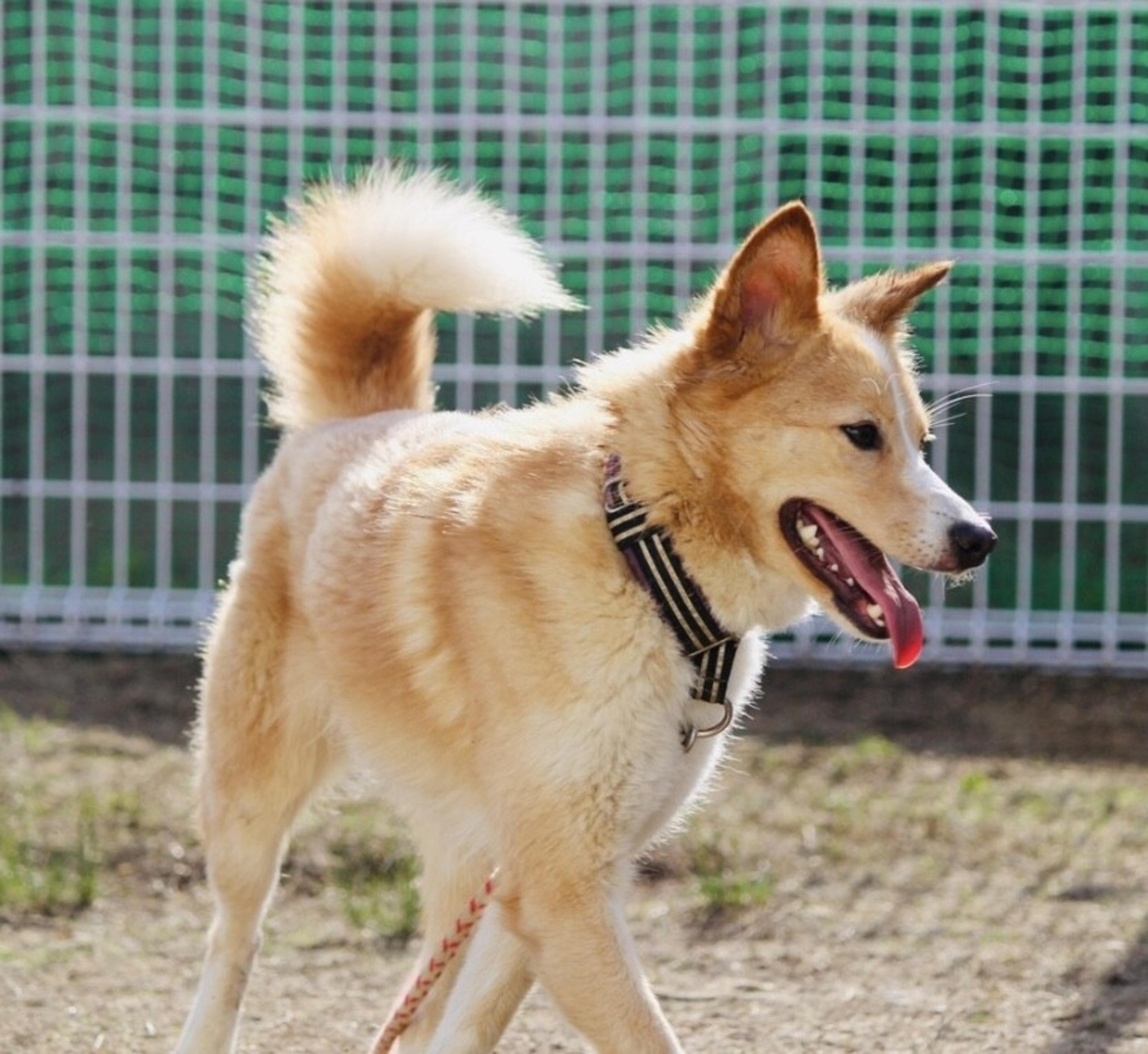 pet-image-6