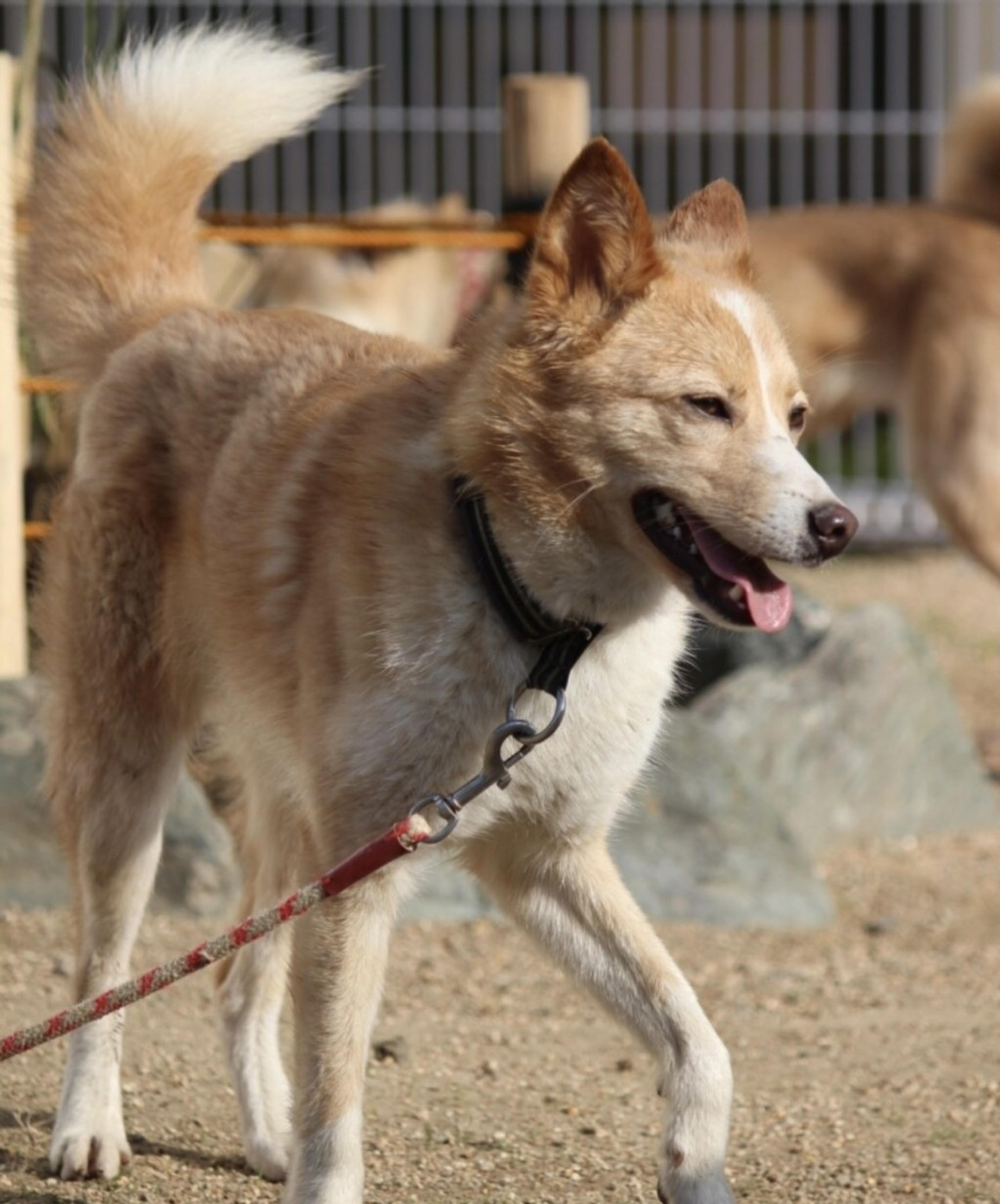 pet-image-8