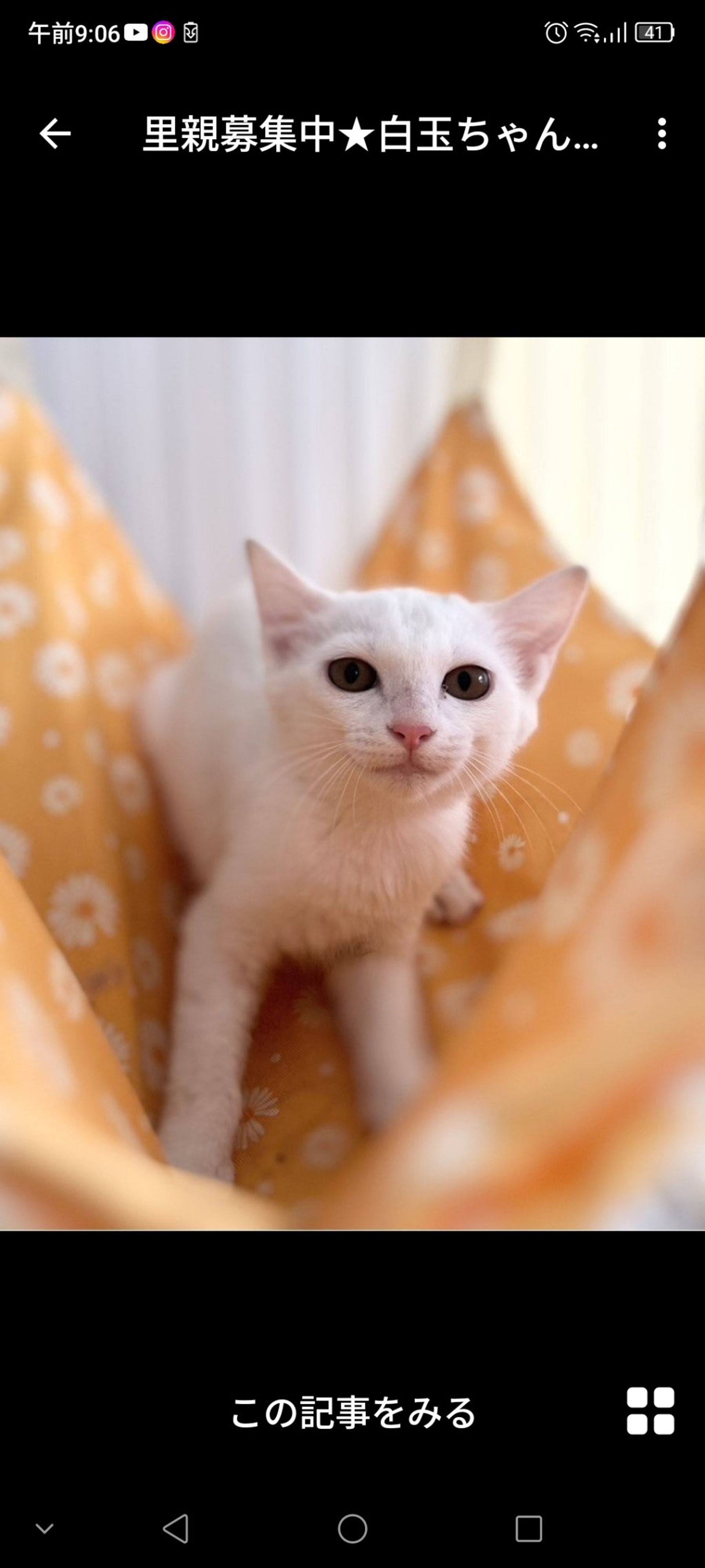 雑種（ミックス猫）・メスの里親募集の写真