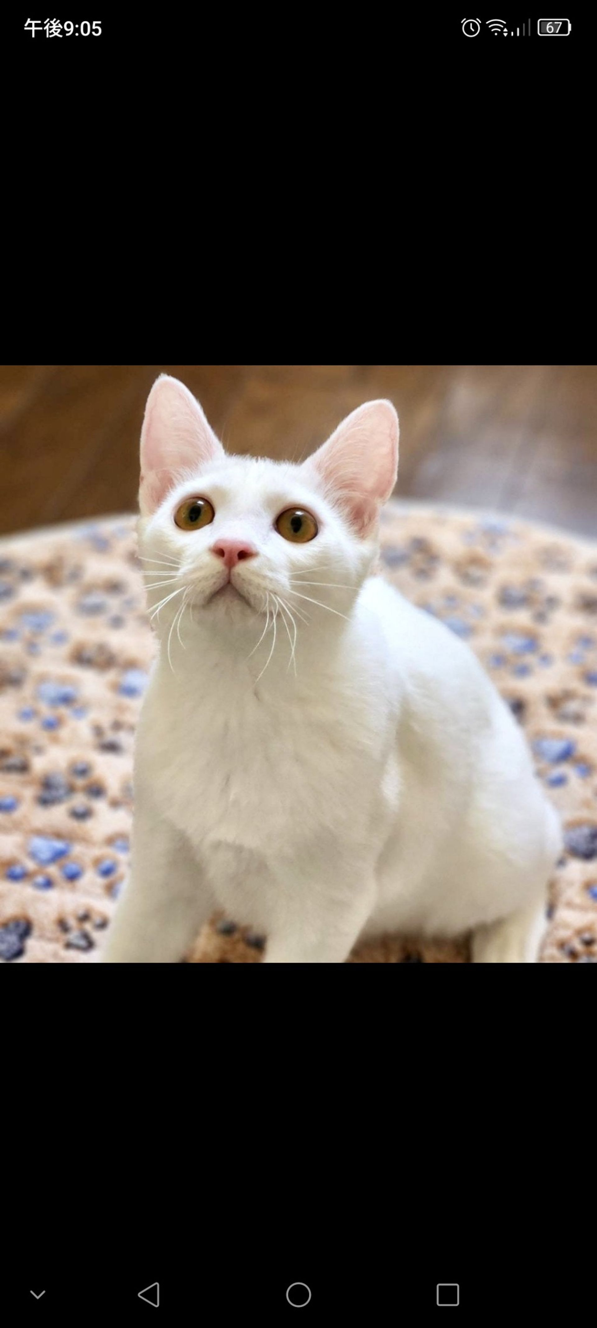 雑種（ミックス猫）・オスの里親募集の写真