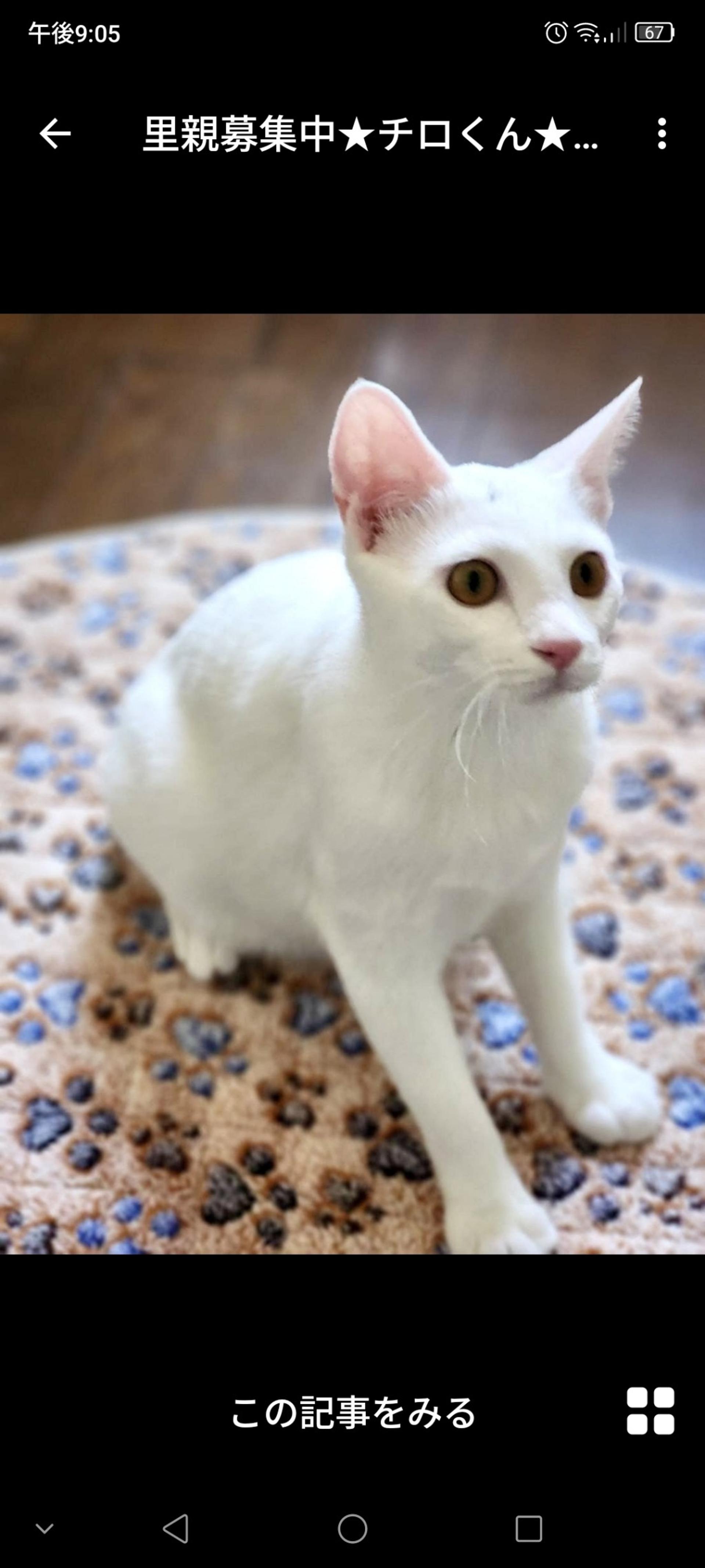 pet-image-2