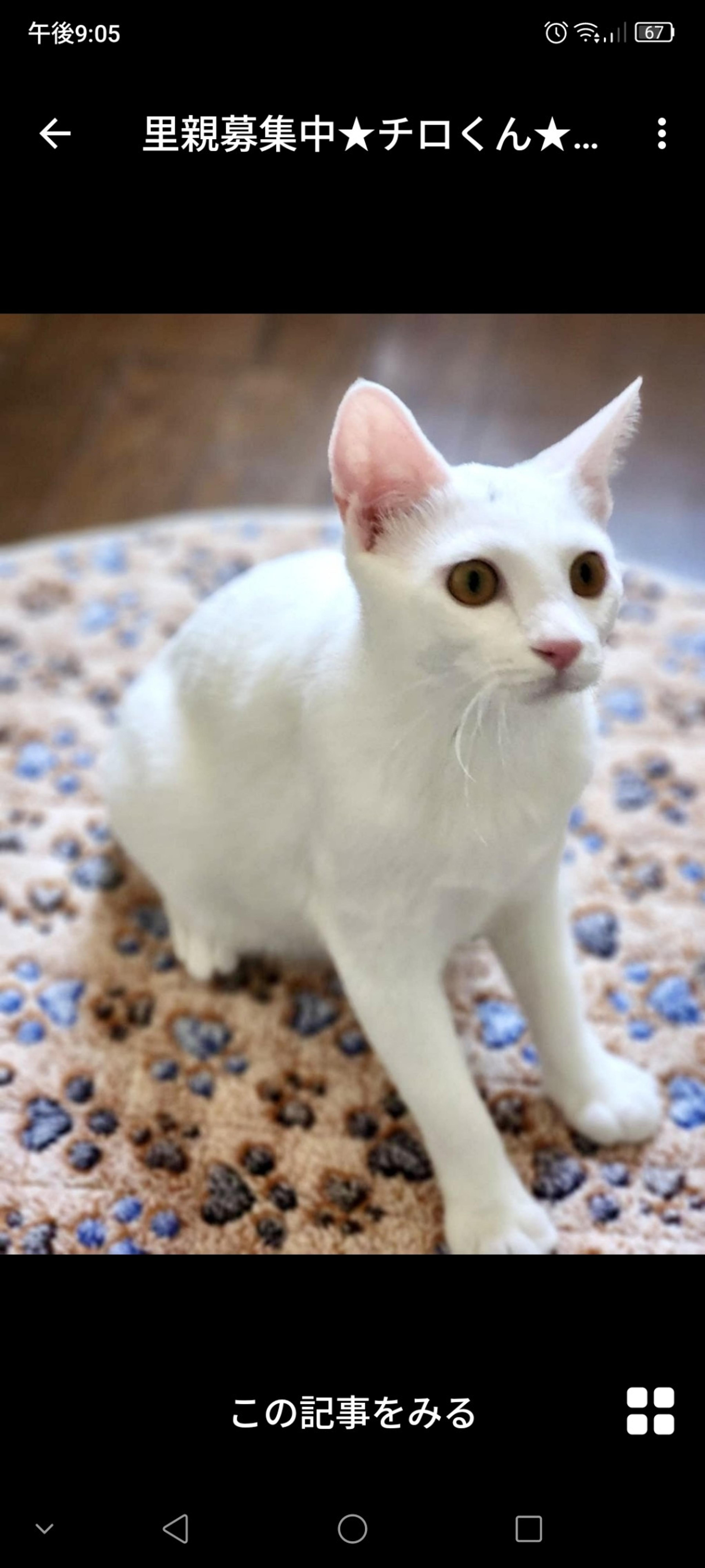 pet-image-2