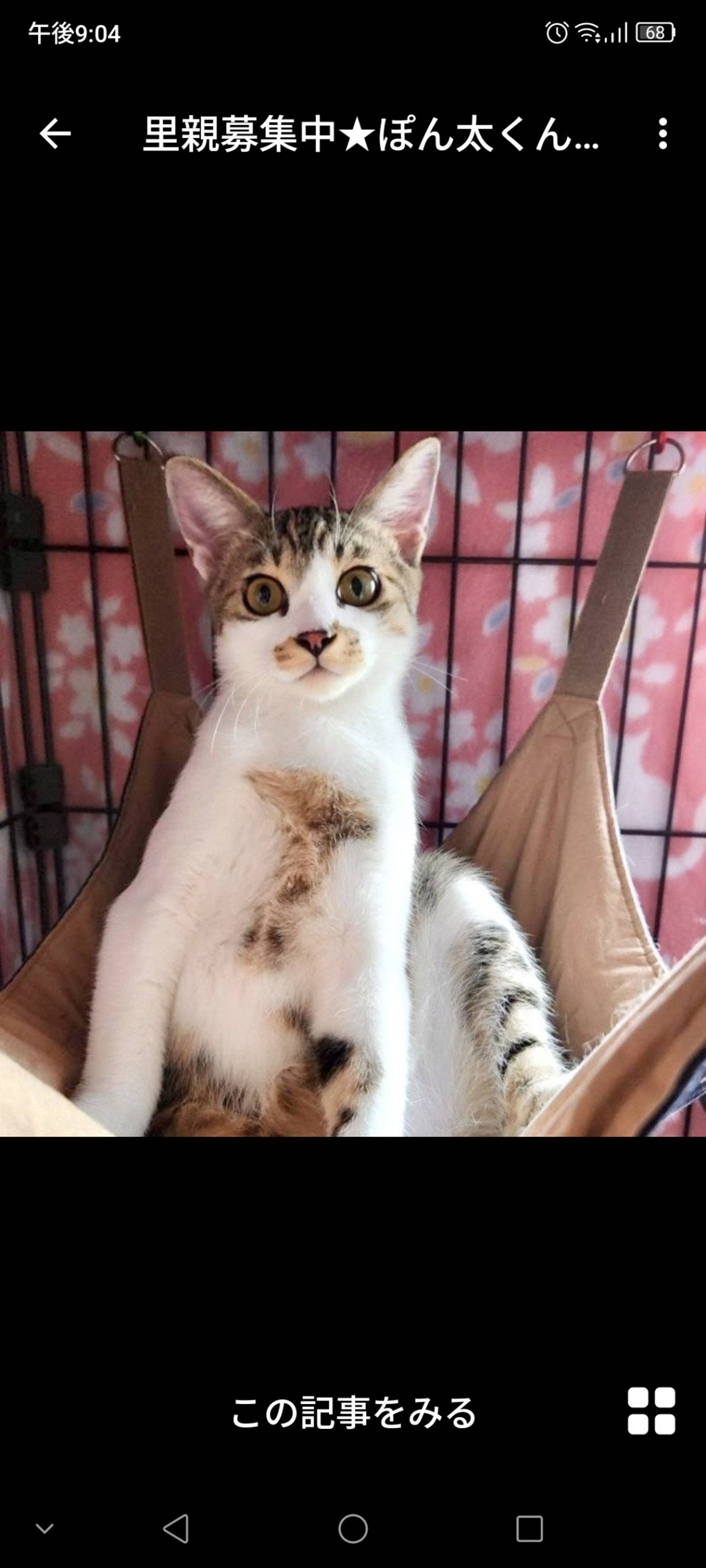 雑種（ミックス猫）・オスの里親募集の写真