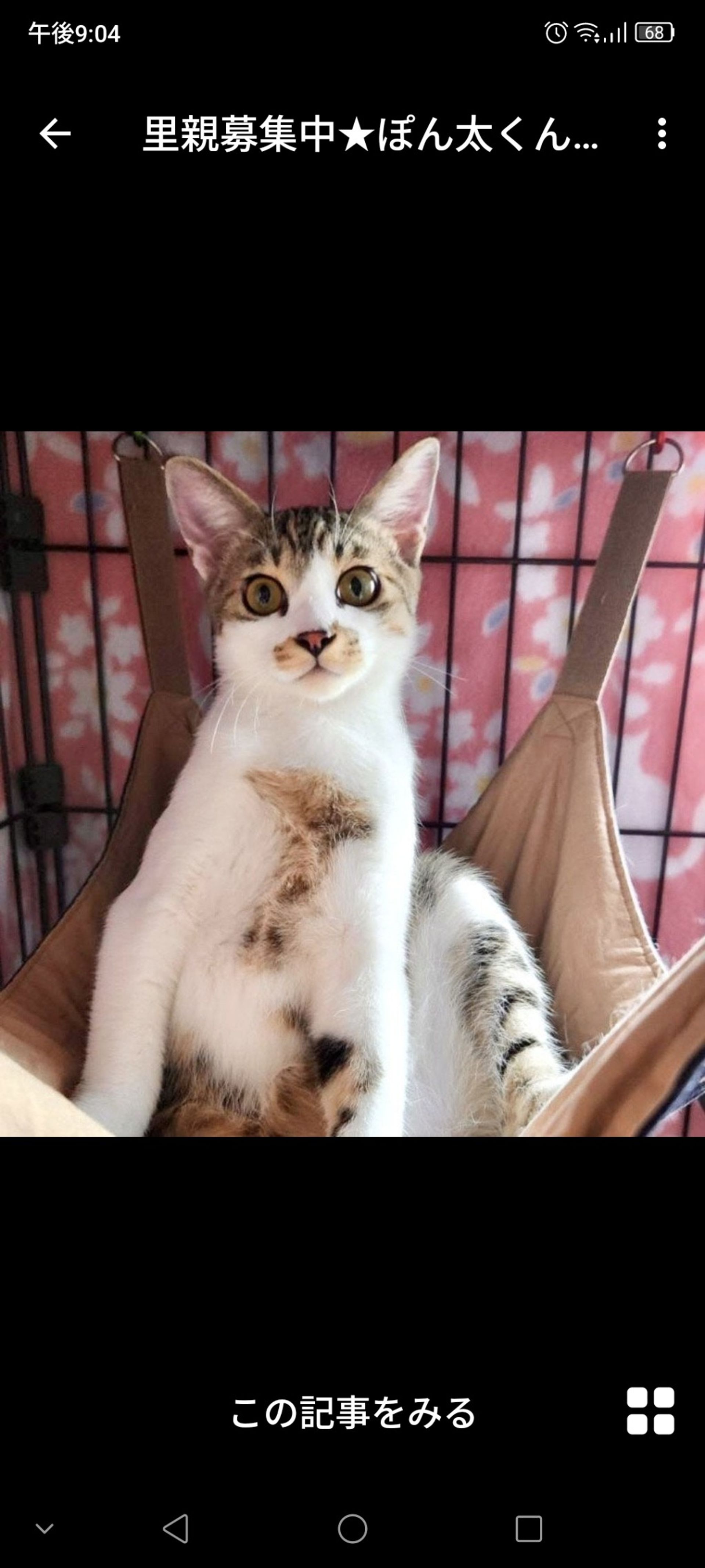 雑種（ミックス猫）・オスの里親募集の写真