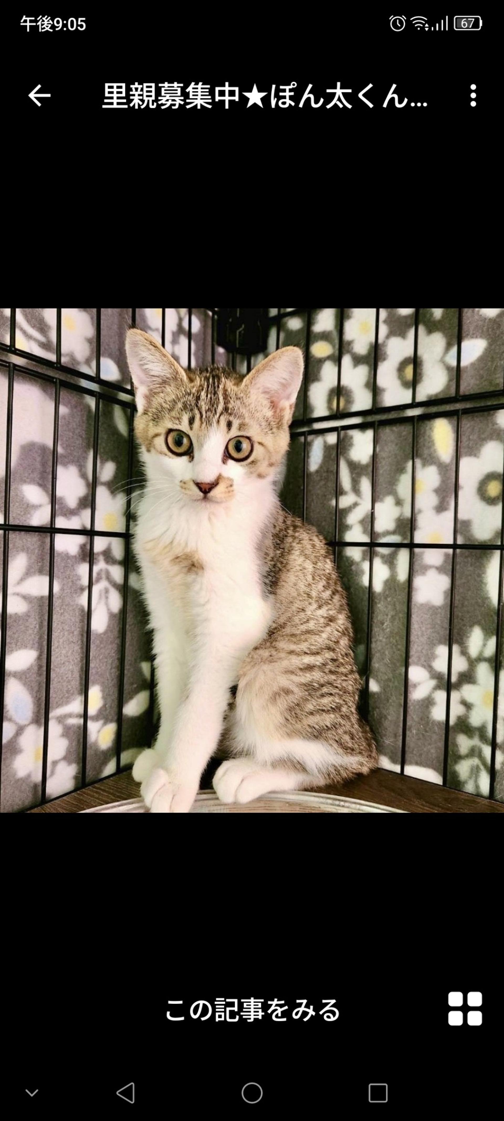 pet-image-3