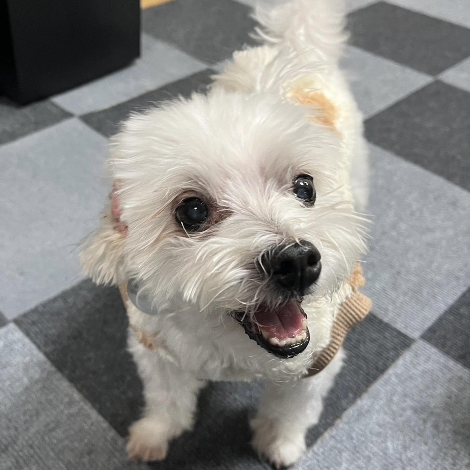pet-image-2