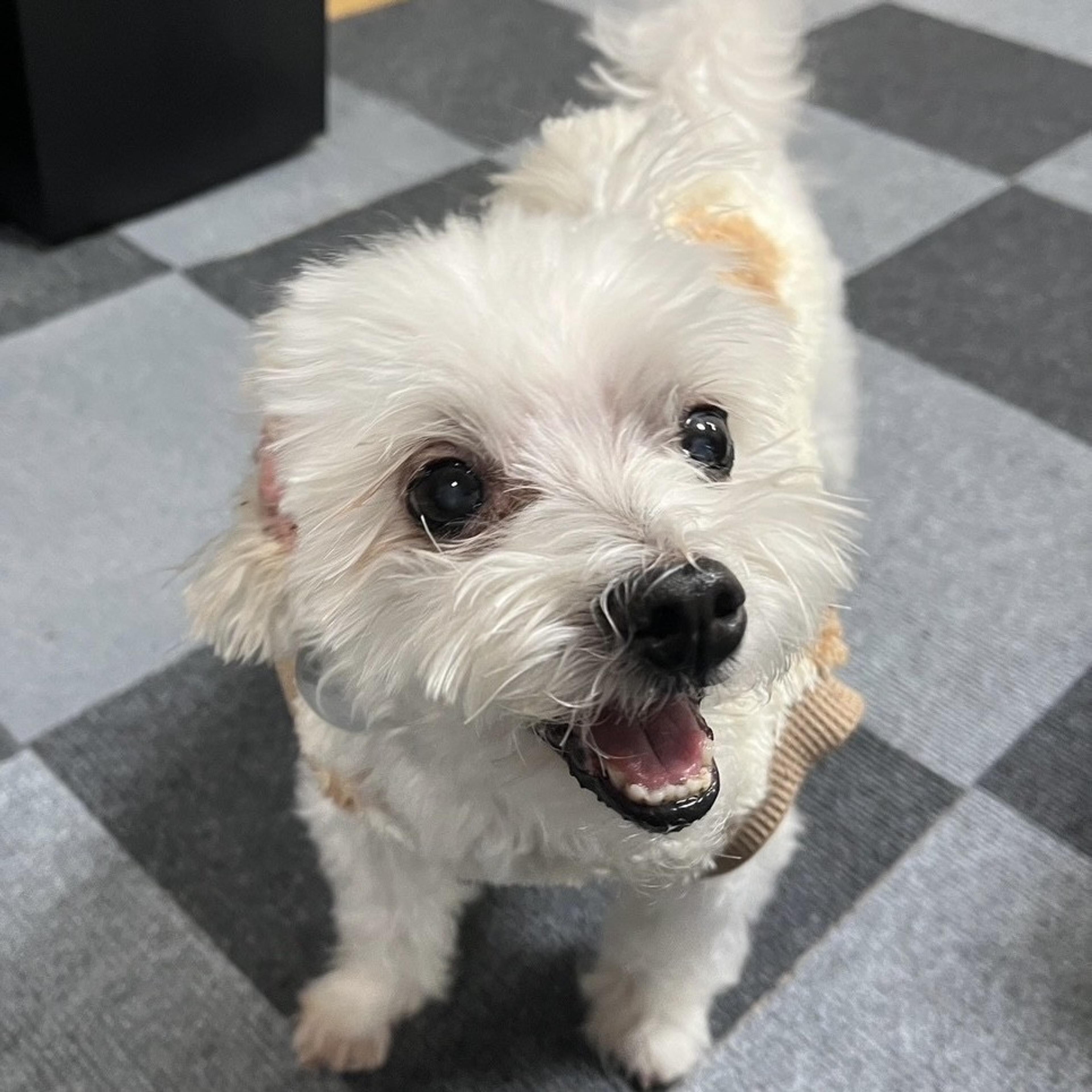 pet-image-2