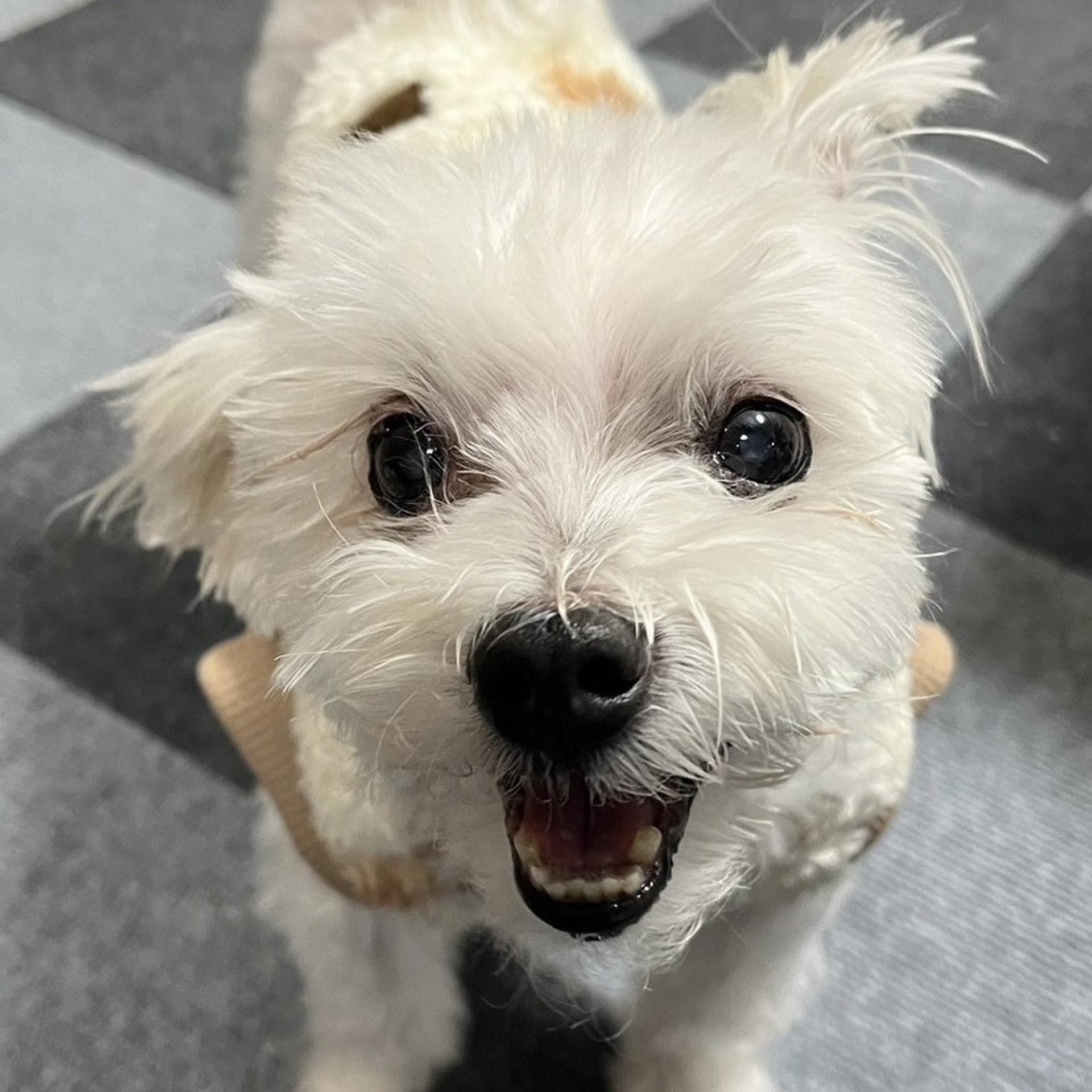 pet-image-3