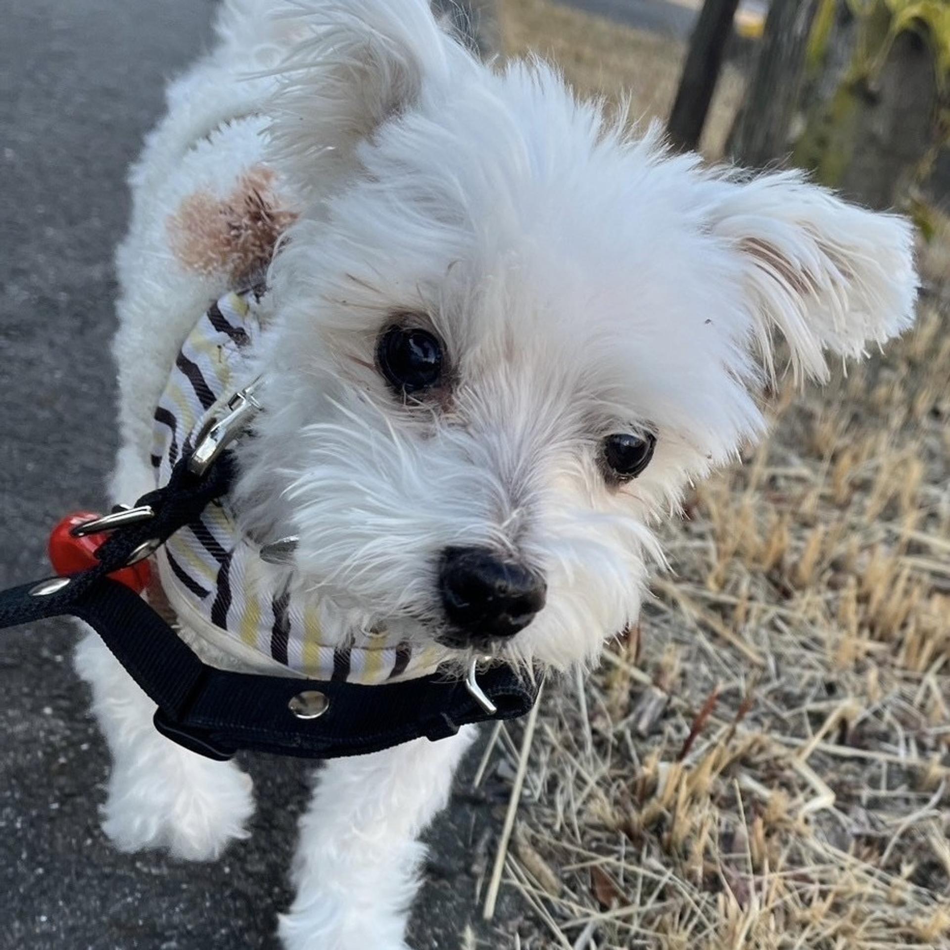 pet-image-5