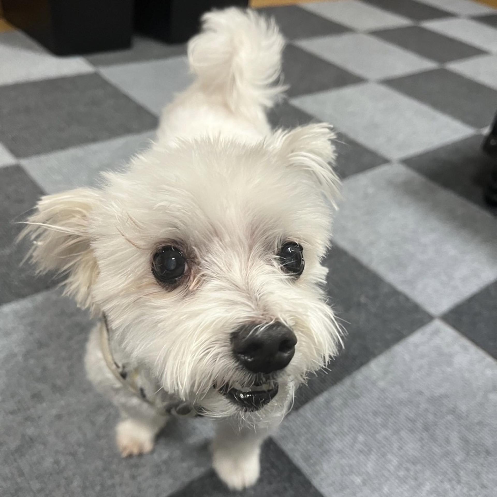 pet-image-6