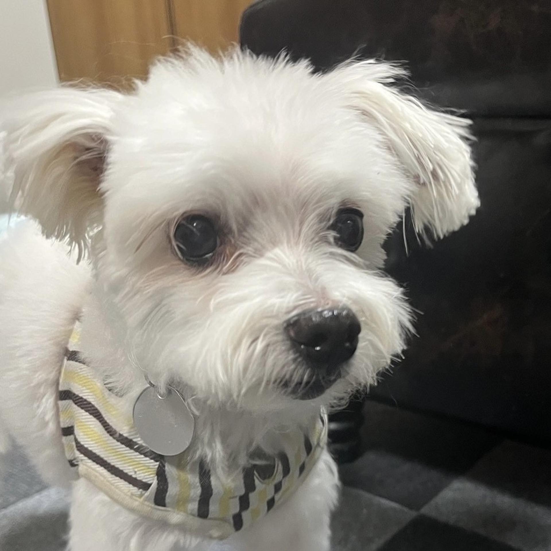 pet-image-7