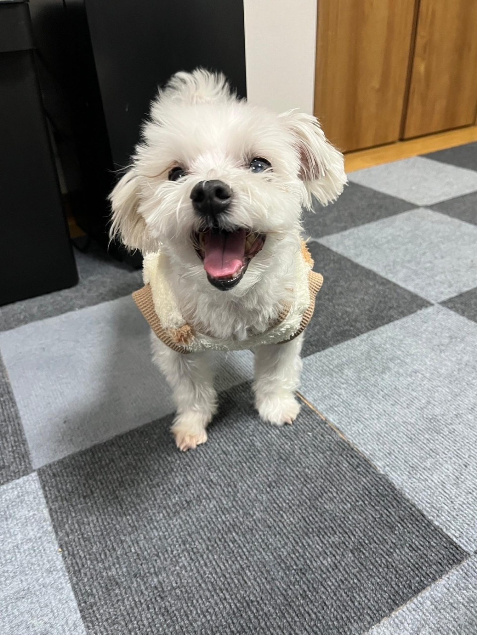 pet-image-9