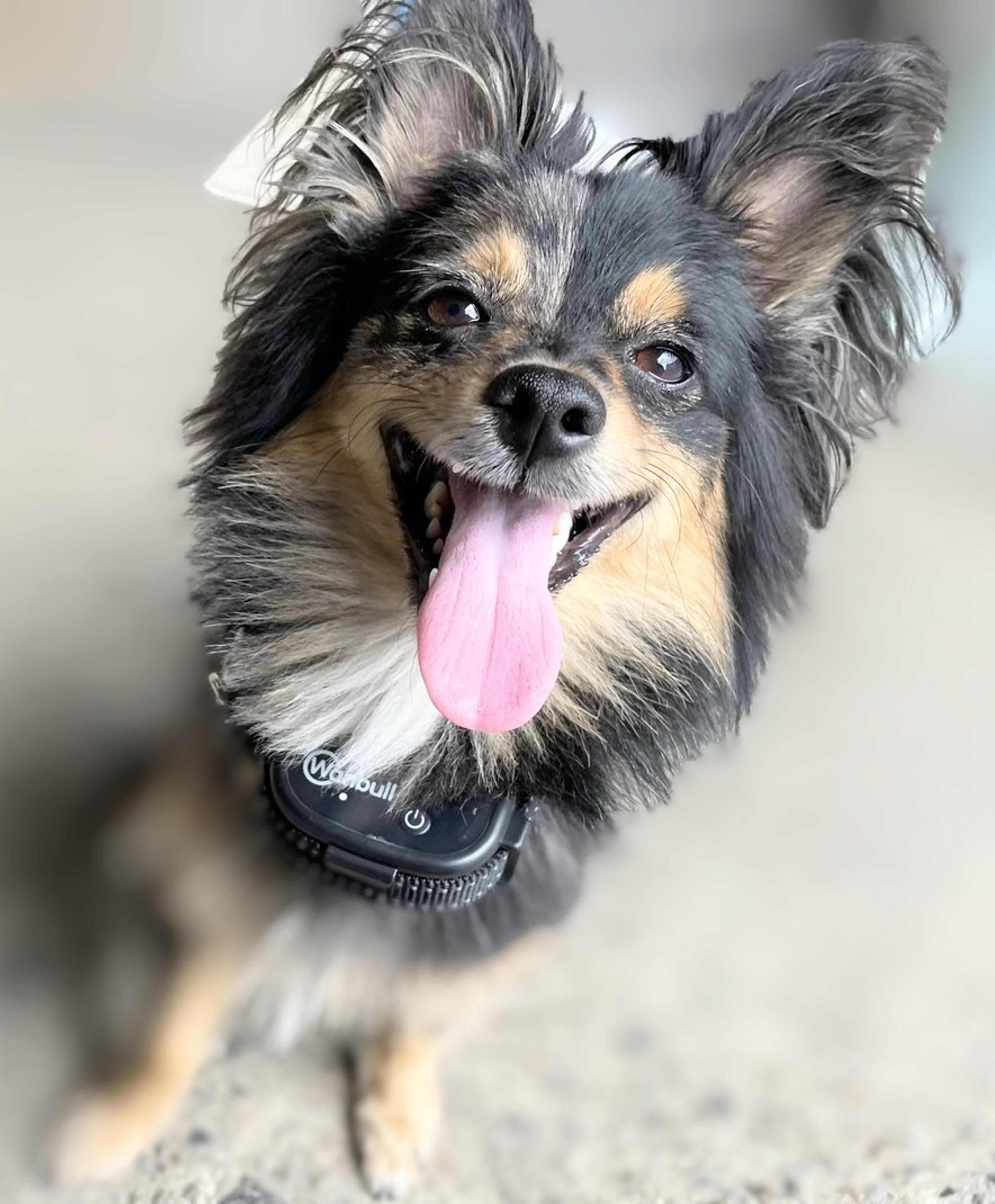 pet-image-2