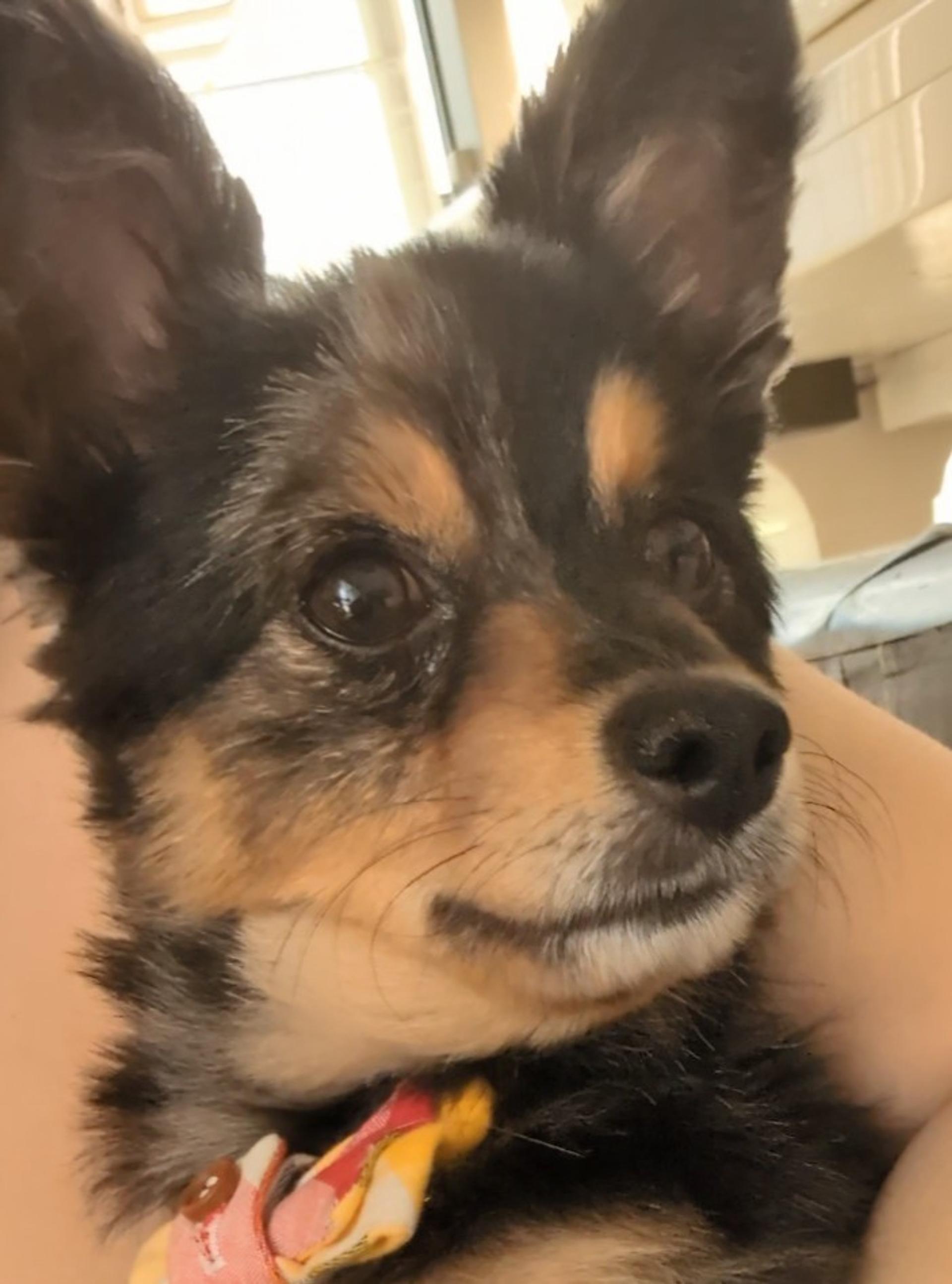 pet-image-3