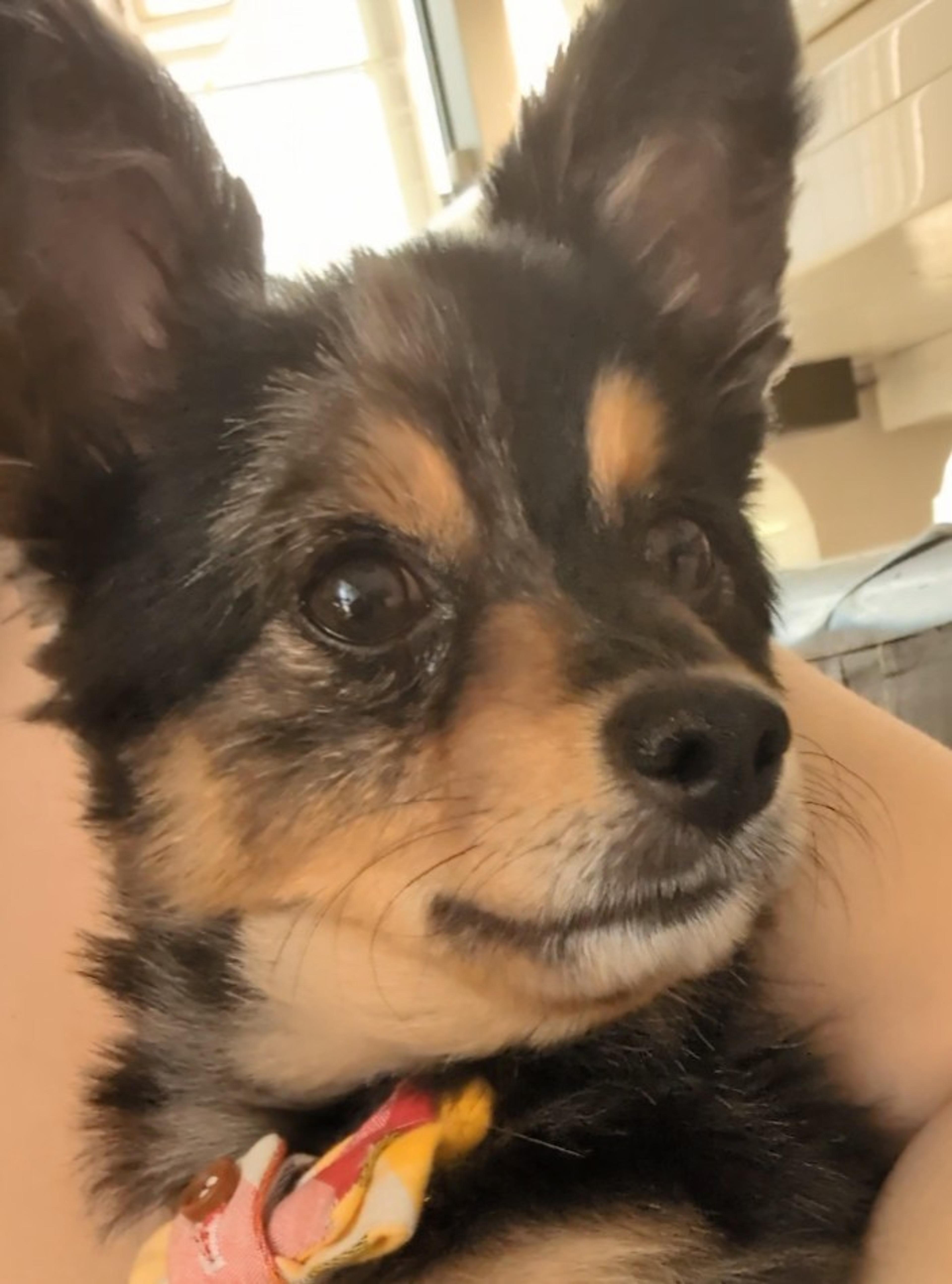 pet-image-3
