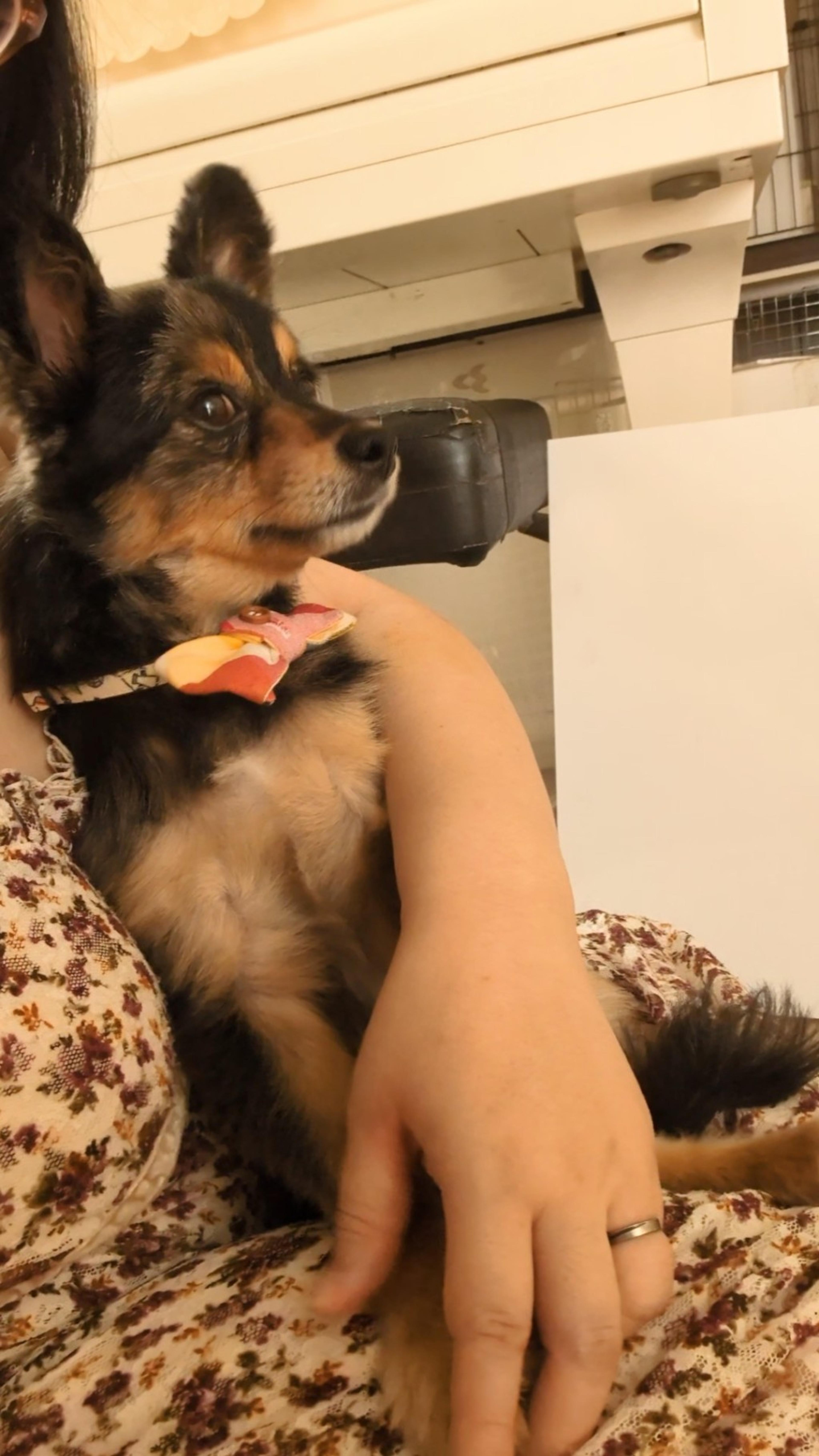 pet-image-4