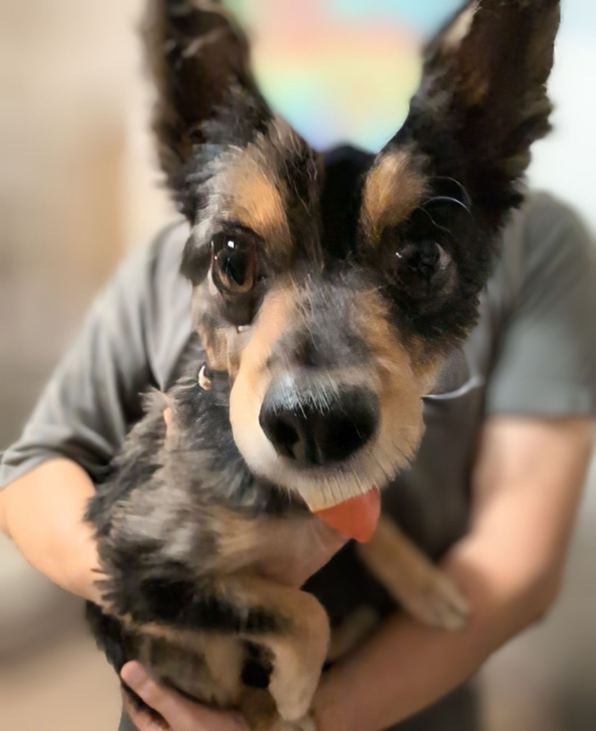 雑種（ミックス犬）・オスの里親募集の写真