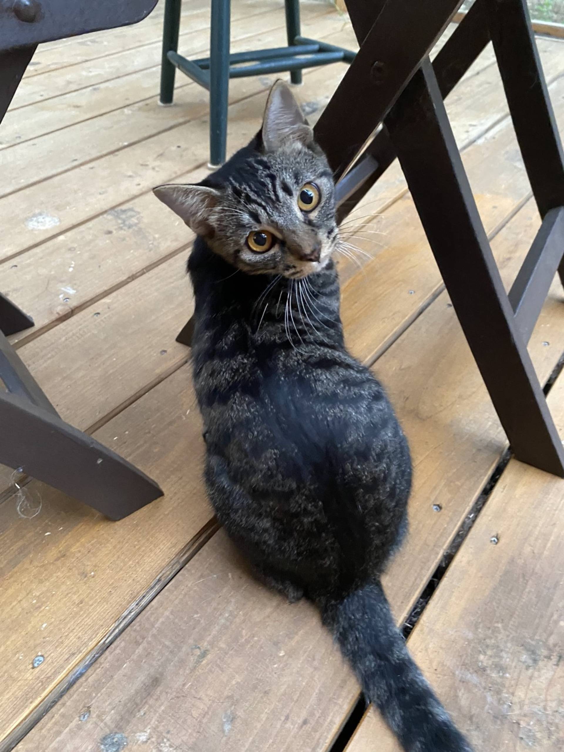 雑種（ミックス猫）・オスの里親募集の写真