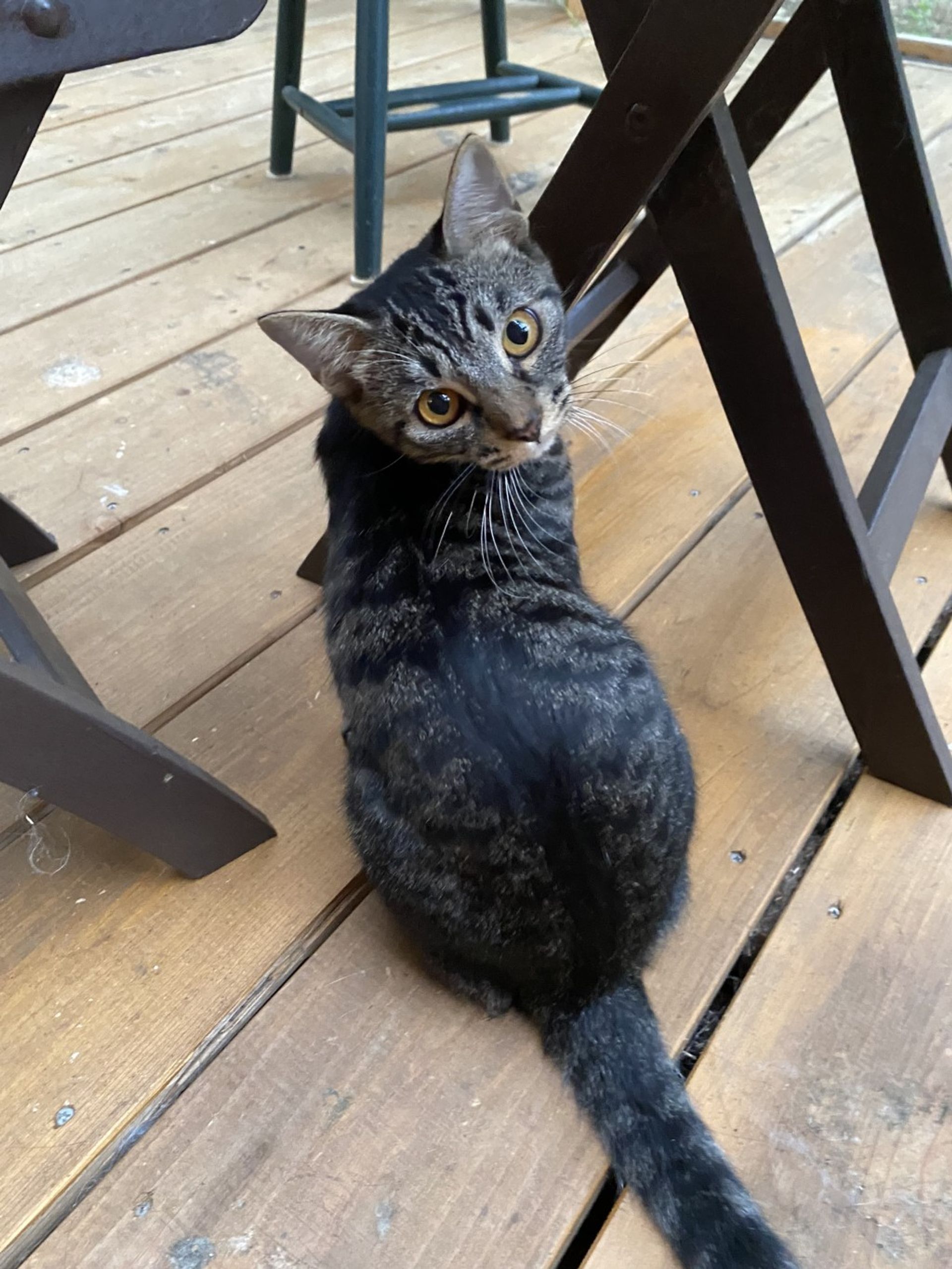 雑種（ミックス猫）・オスの里親募集の写真