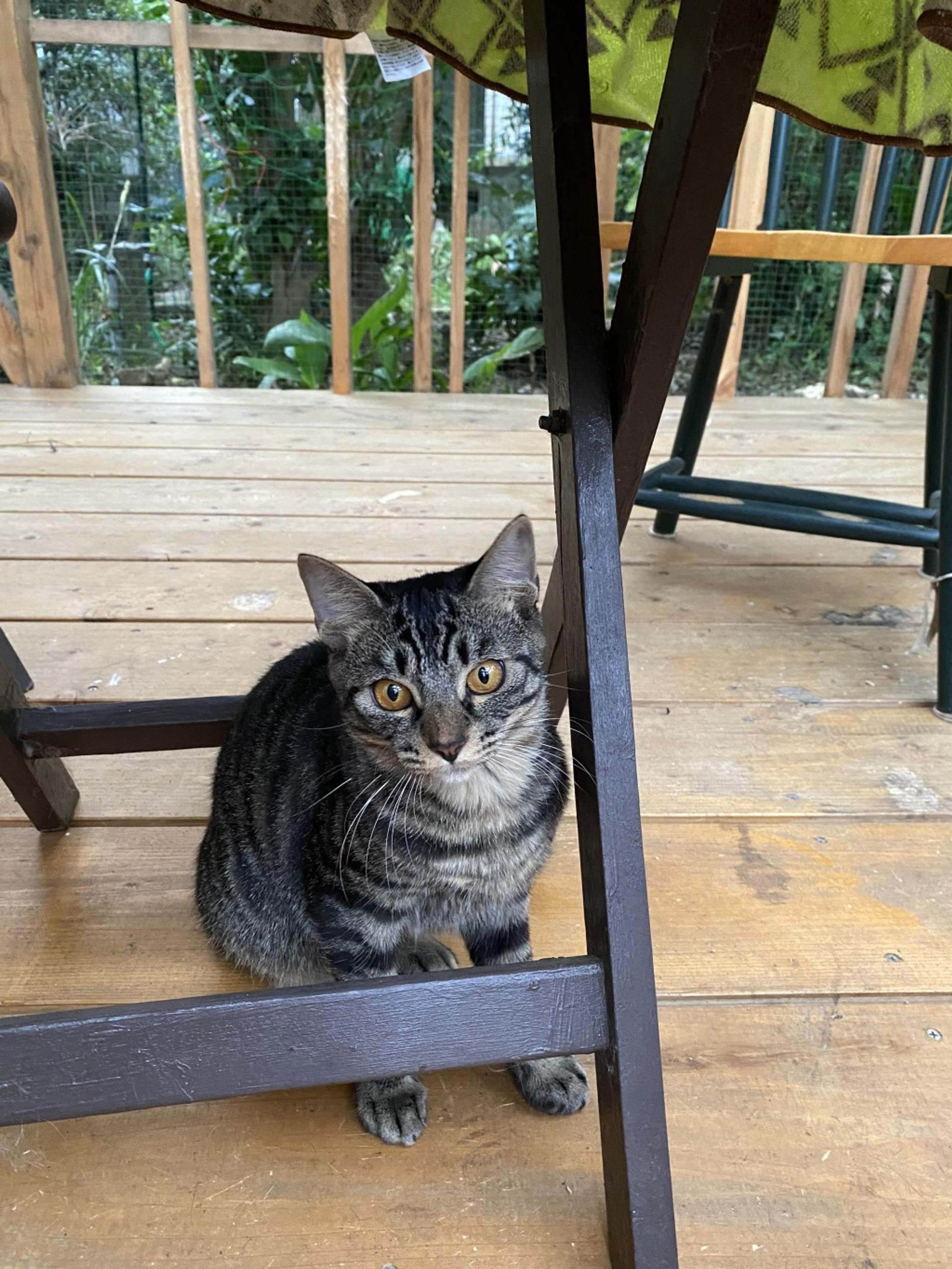 pet-image-3
