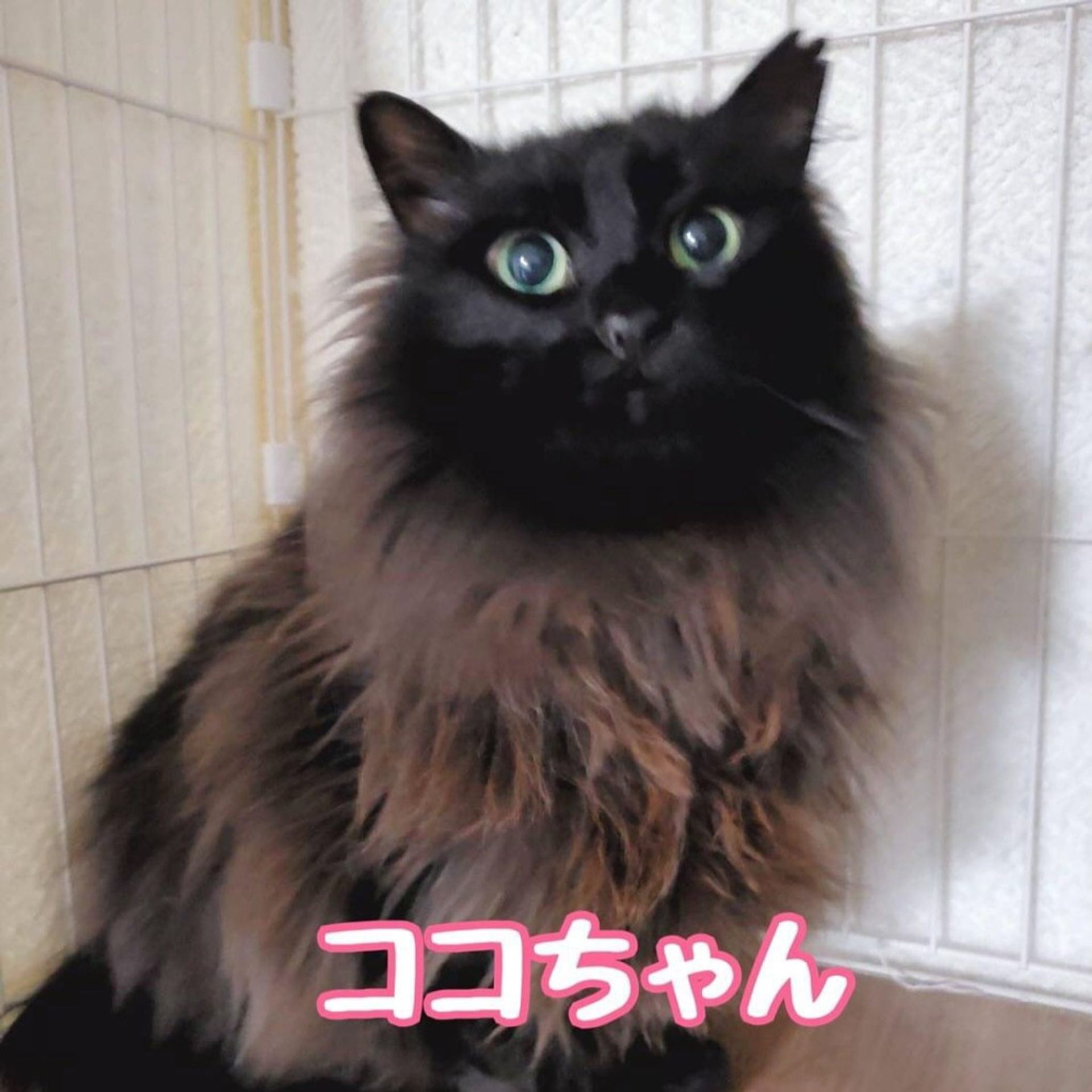 雑種（ミックス猫）・メスの里親募集の写真