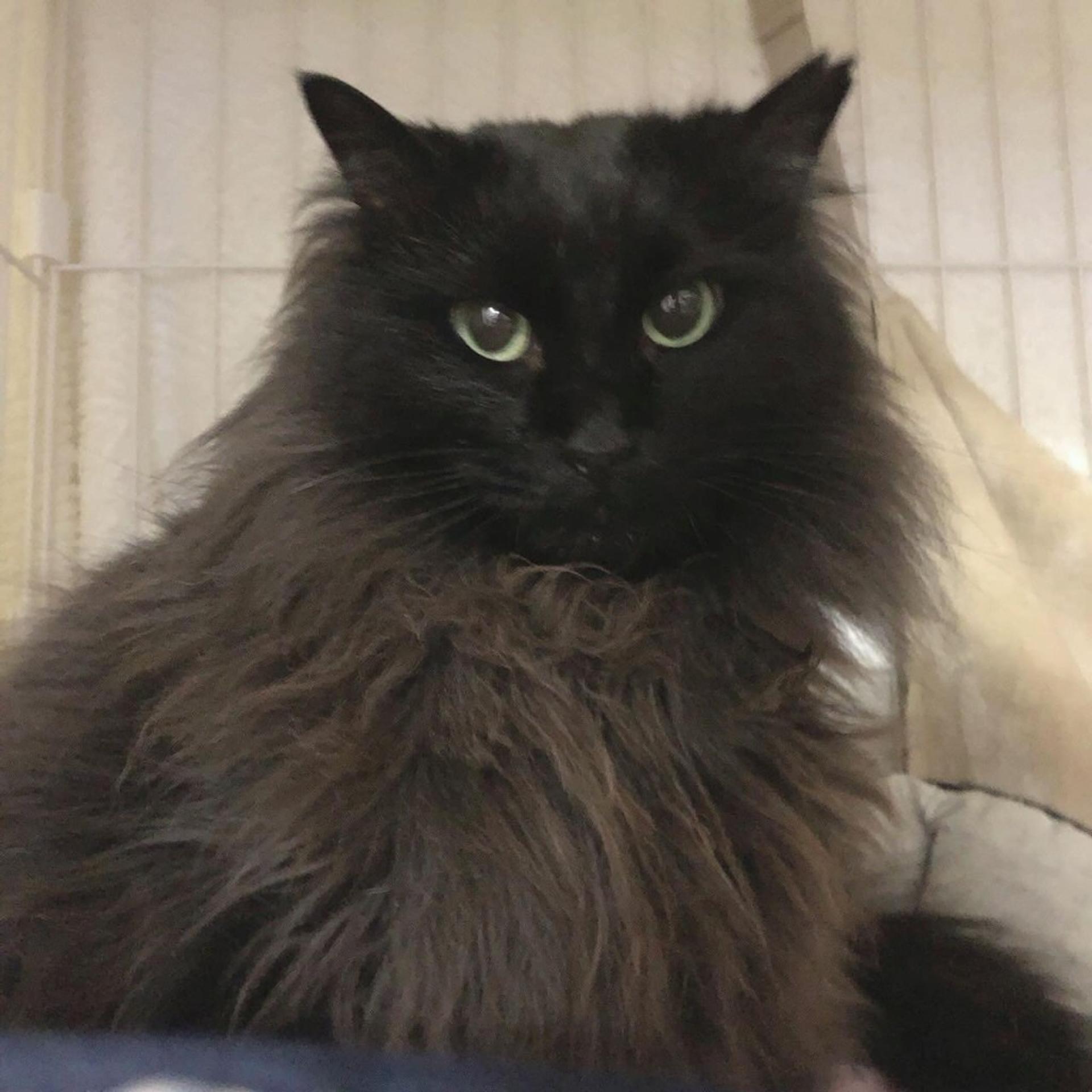 pet-image-2