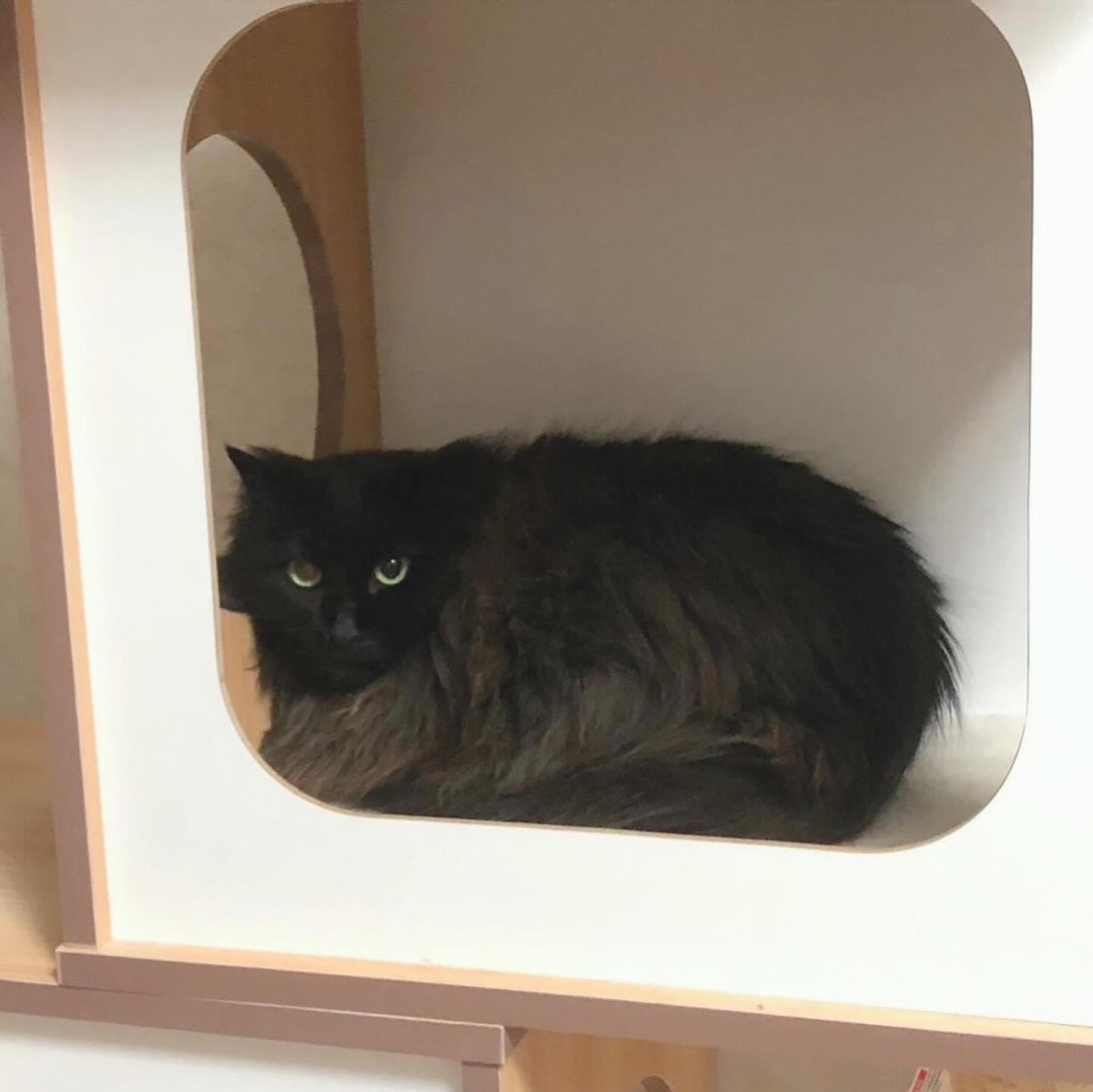 pet-image-4