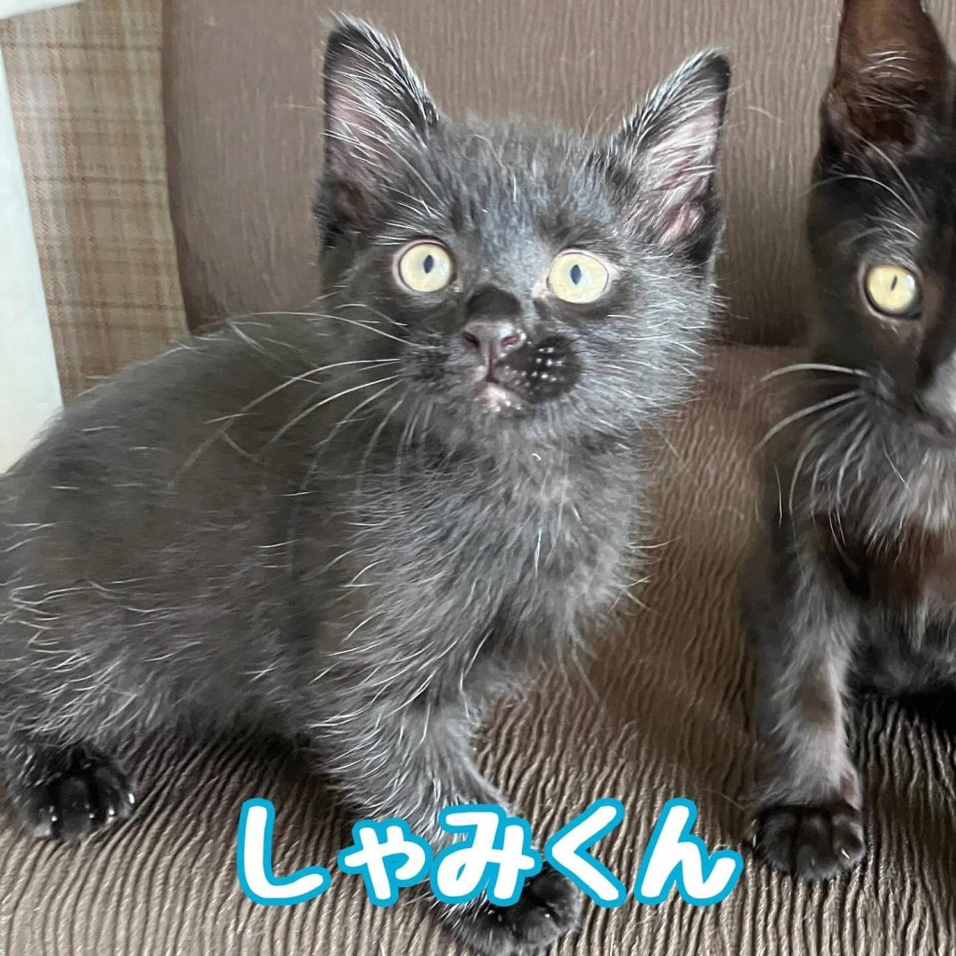 雑種（ミックス猫）・オスの里親募集の写真