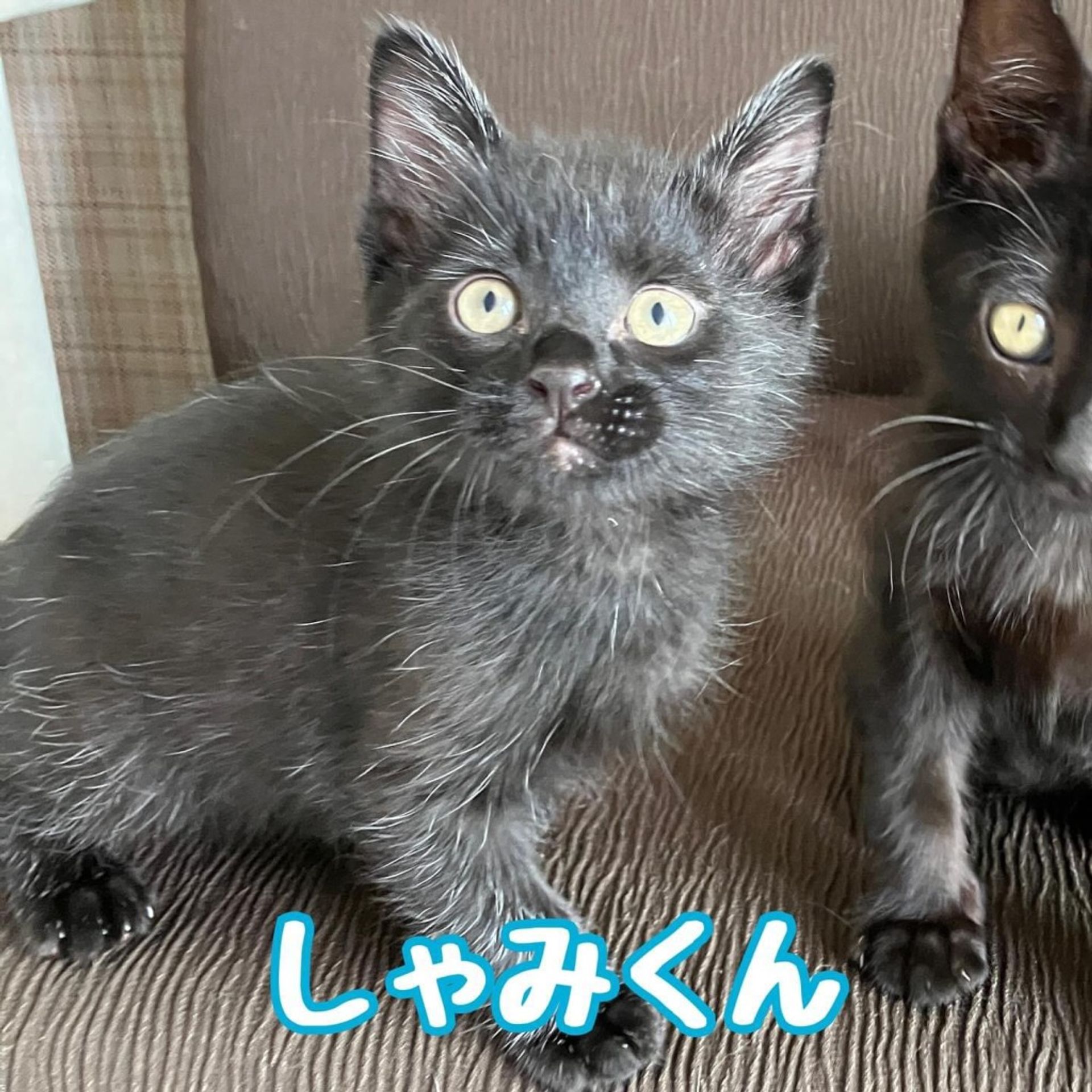 雑種（ミックス猫）・オスの里親募集の写真