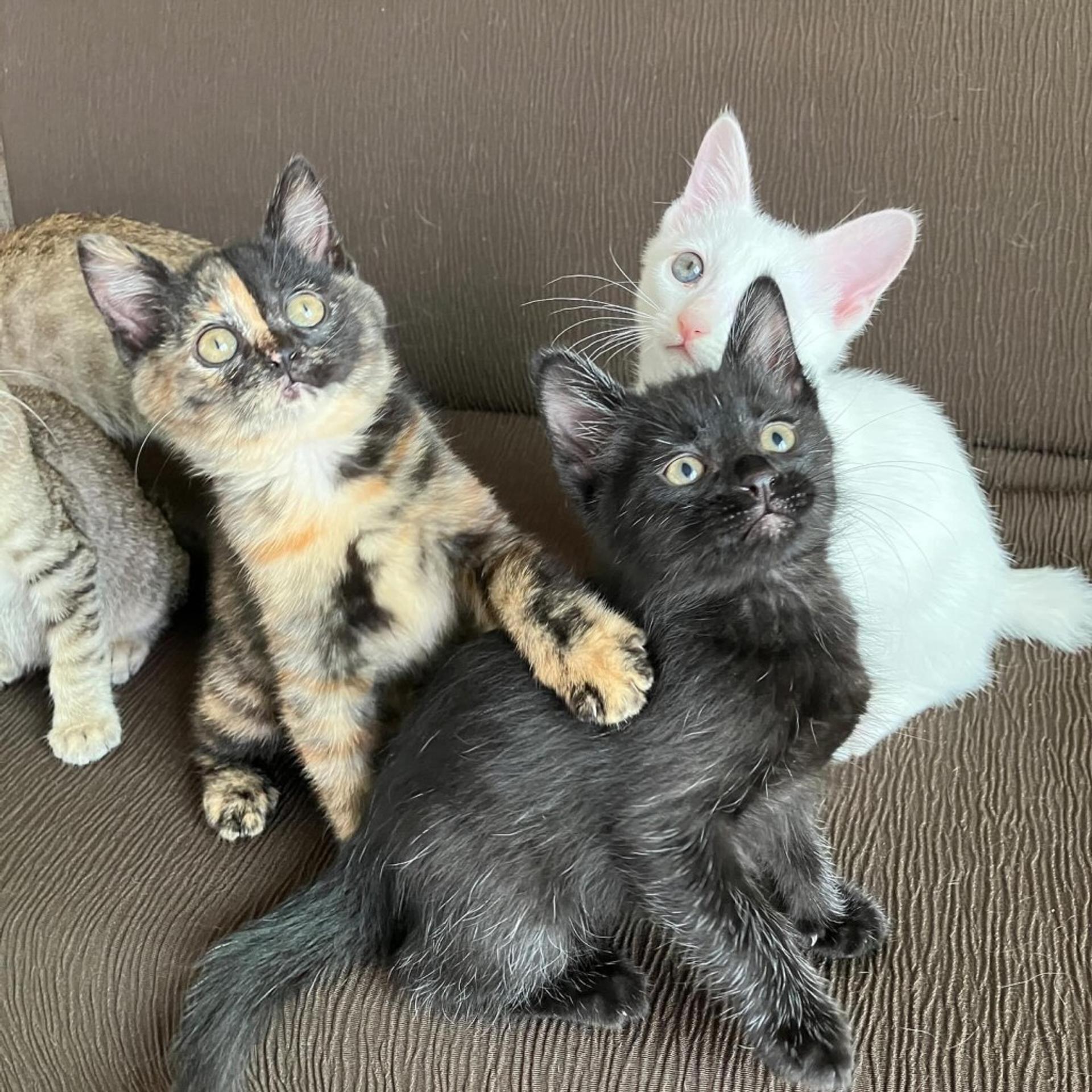 pet-image-5