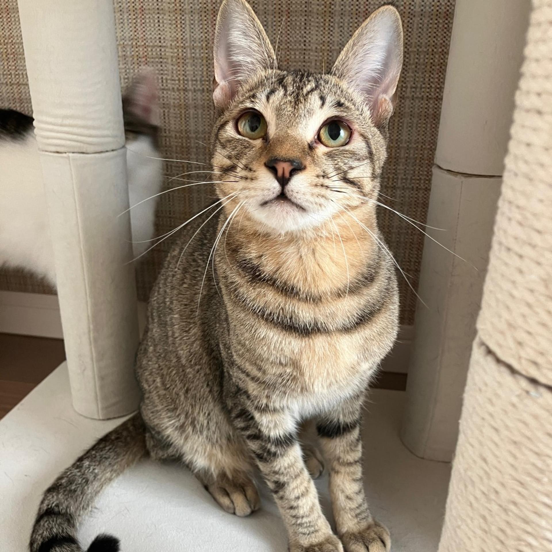 pet-image-2
