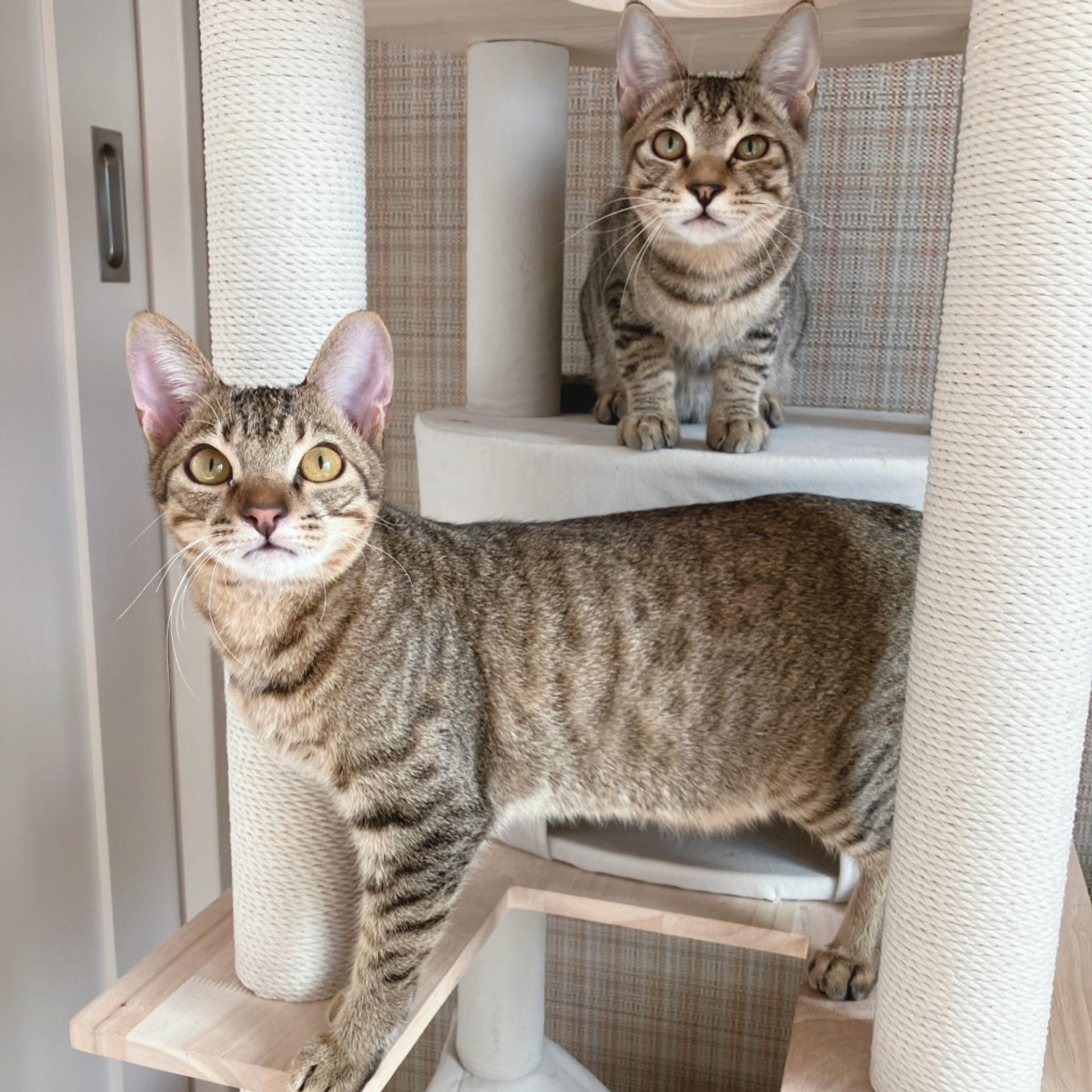 pet-image-6