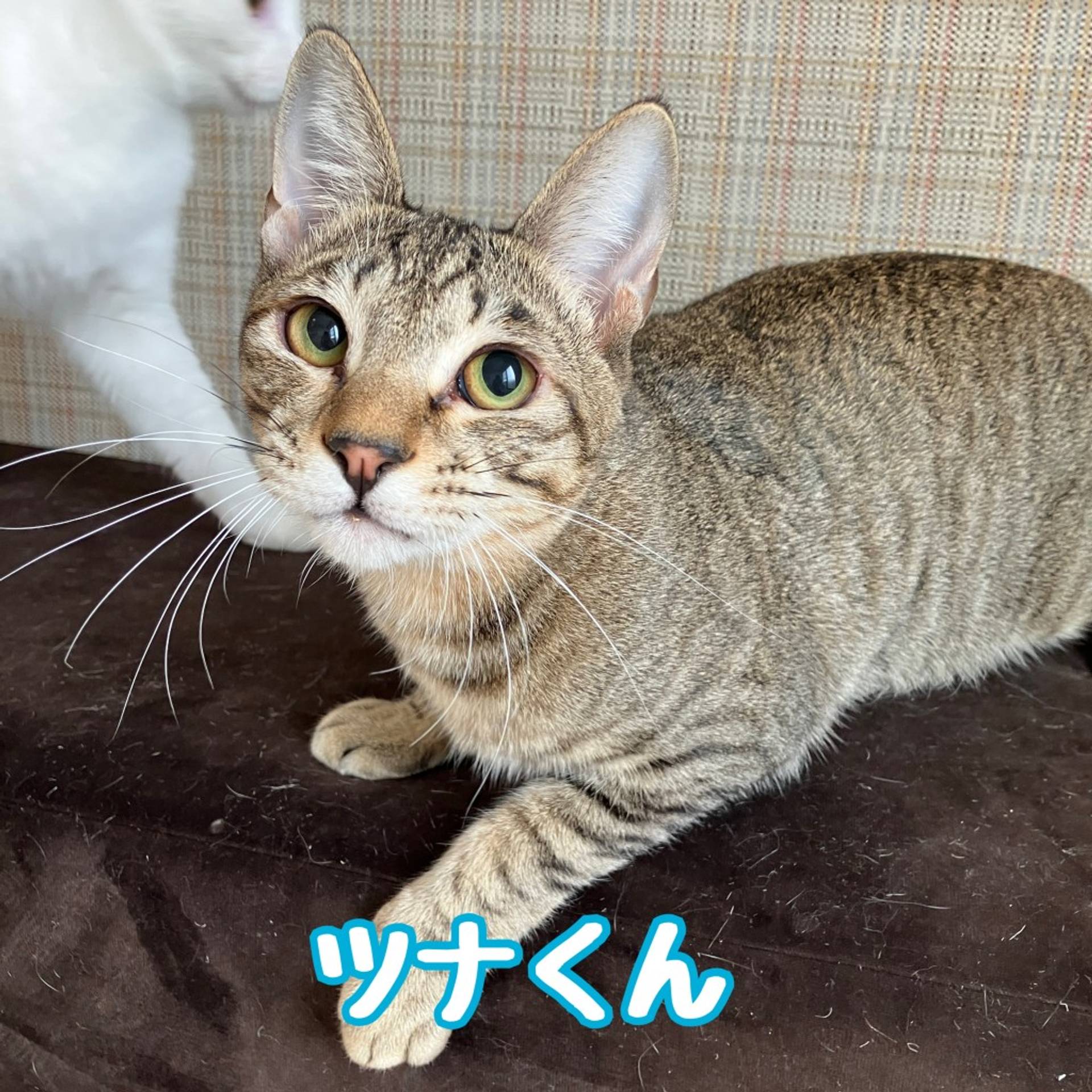 雑種（ミックス猫）・オスの里親募集の写真