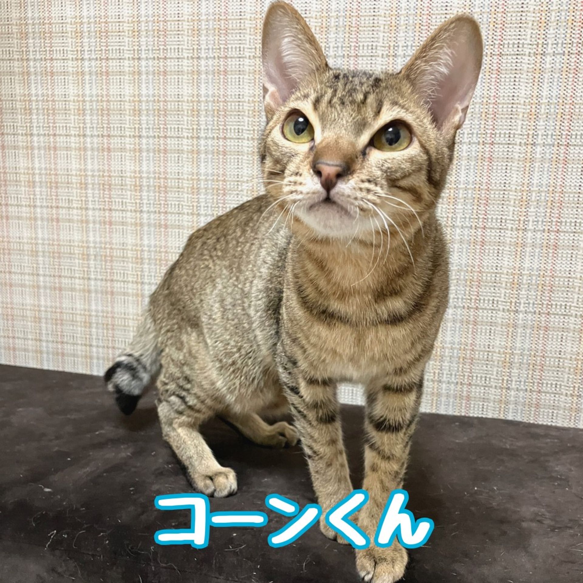 雑種（ミックス猫）・オスの里親募集の写真