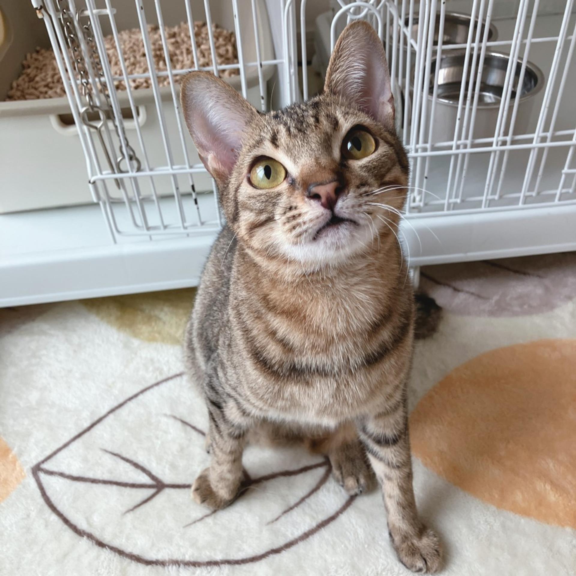 pet-image-2