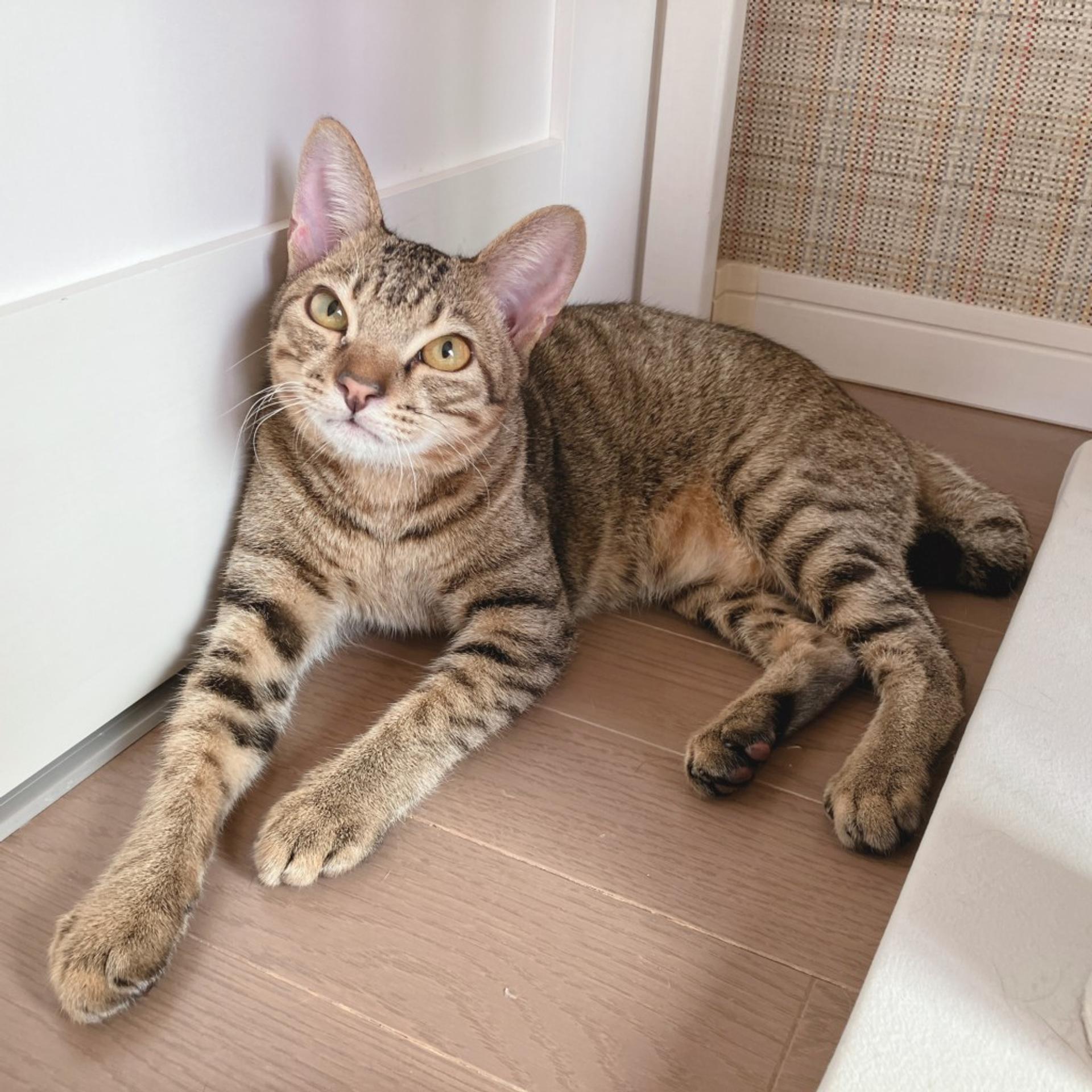 pet-image-3