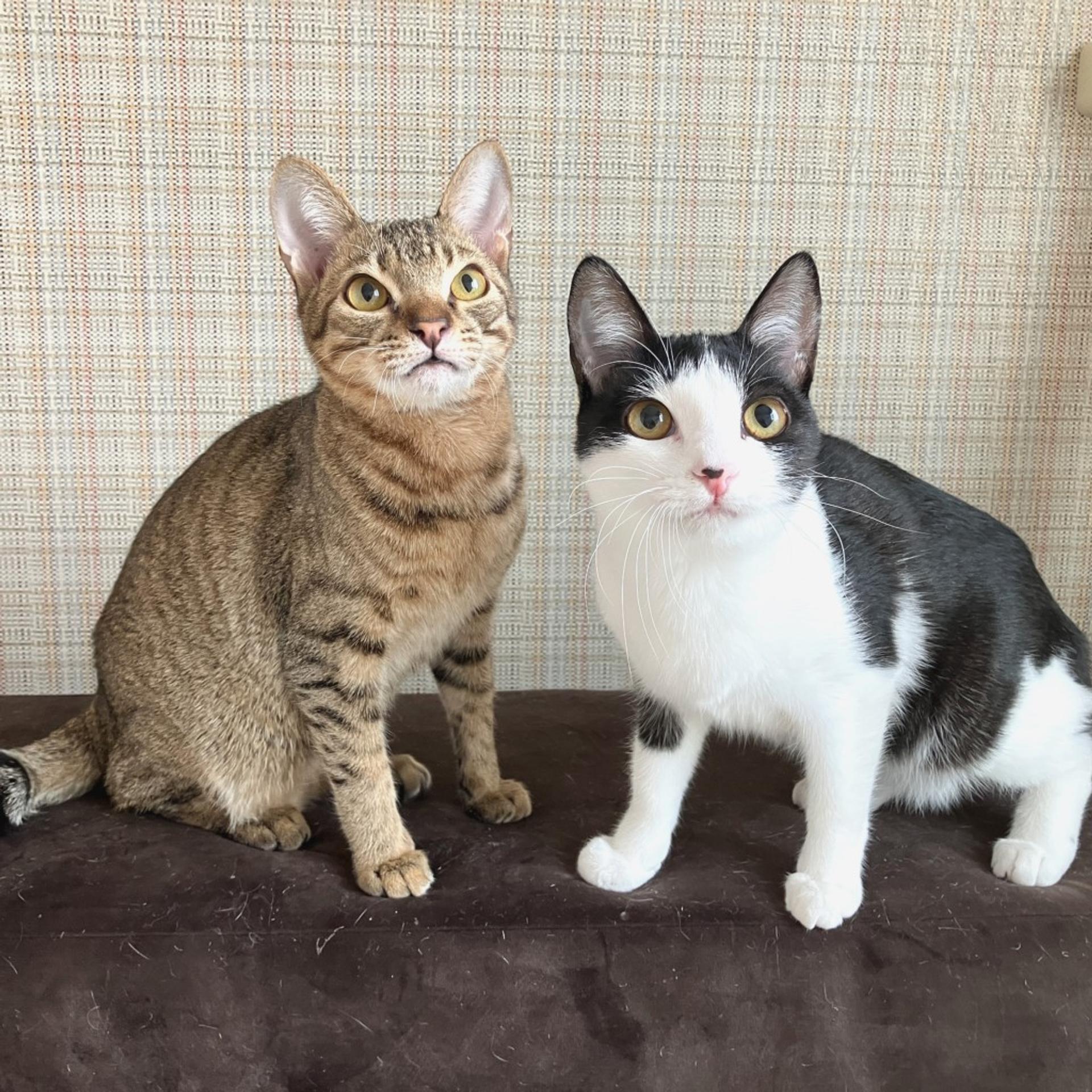 pet-image-5
