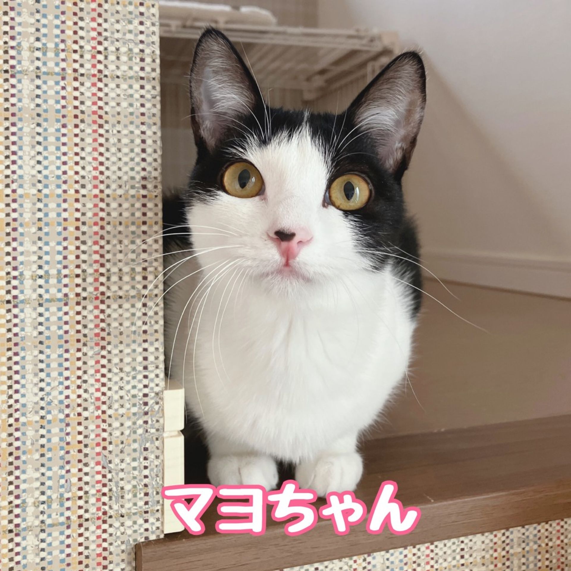 雑種（ミックス猫）・メスの里親募集の写真