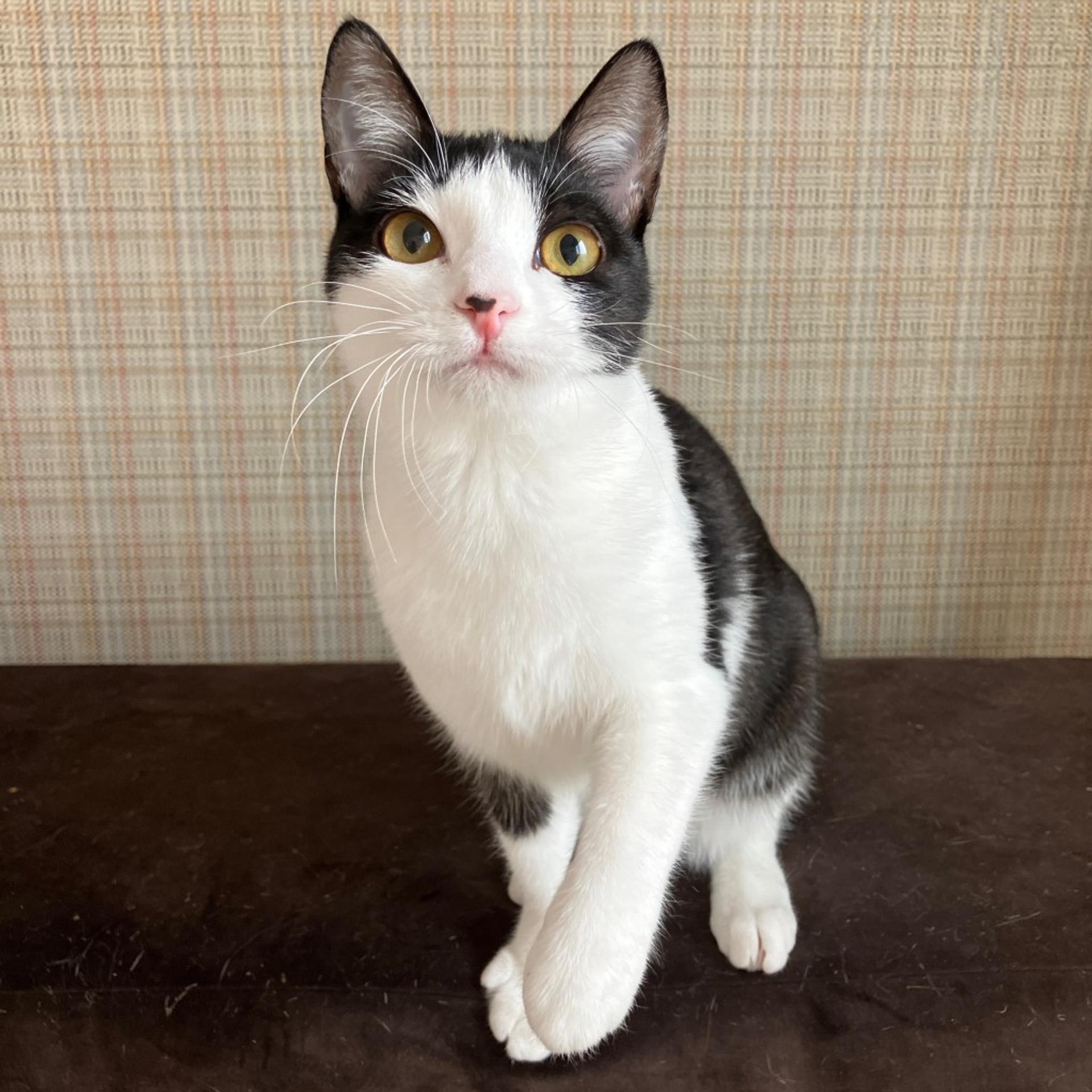 pet-image-2