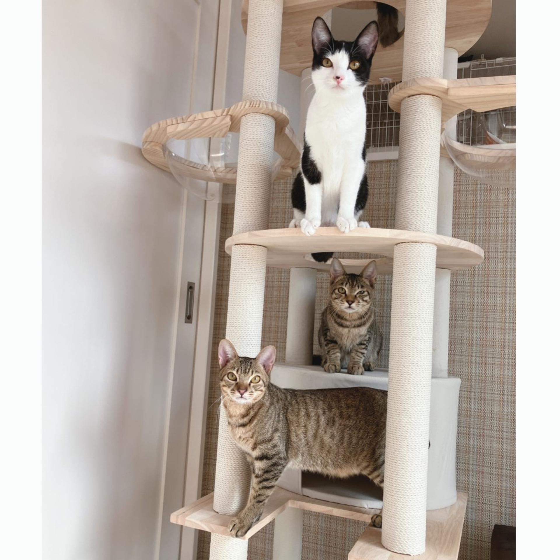 pet-image-6