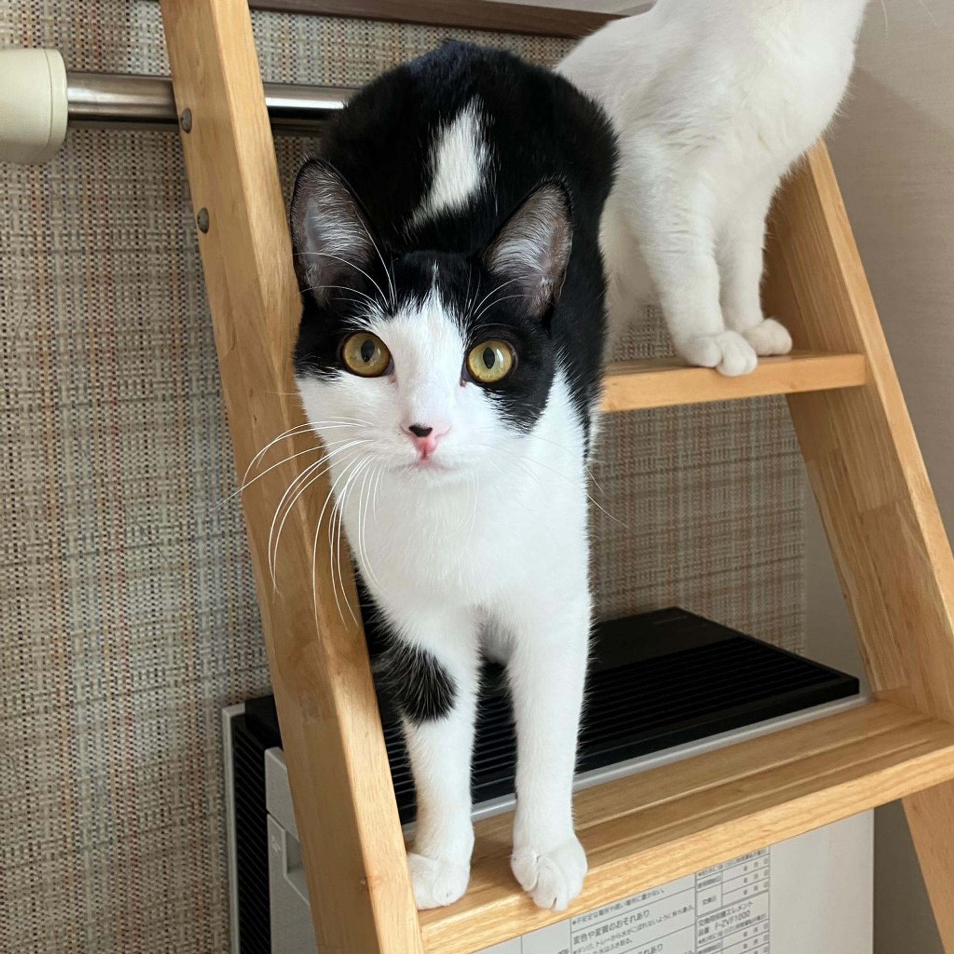 pet-image-3