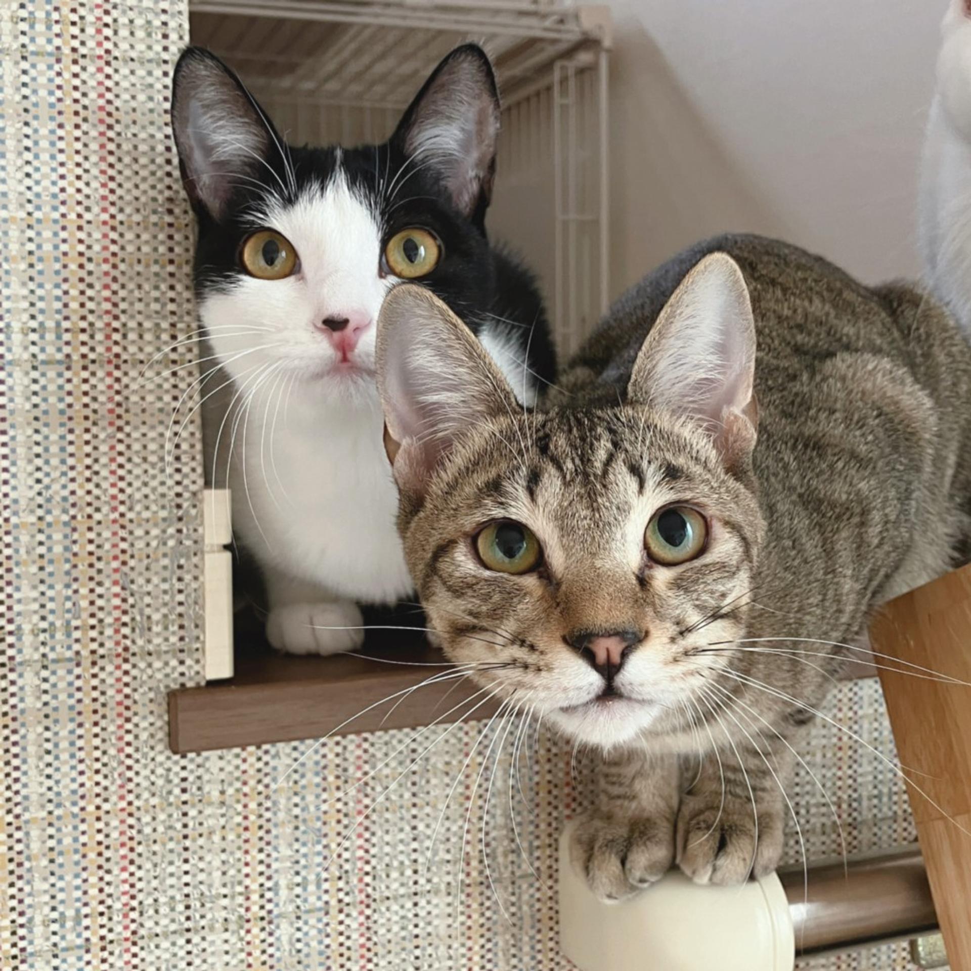 pet-image-4