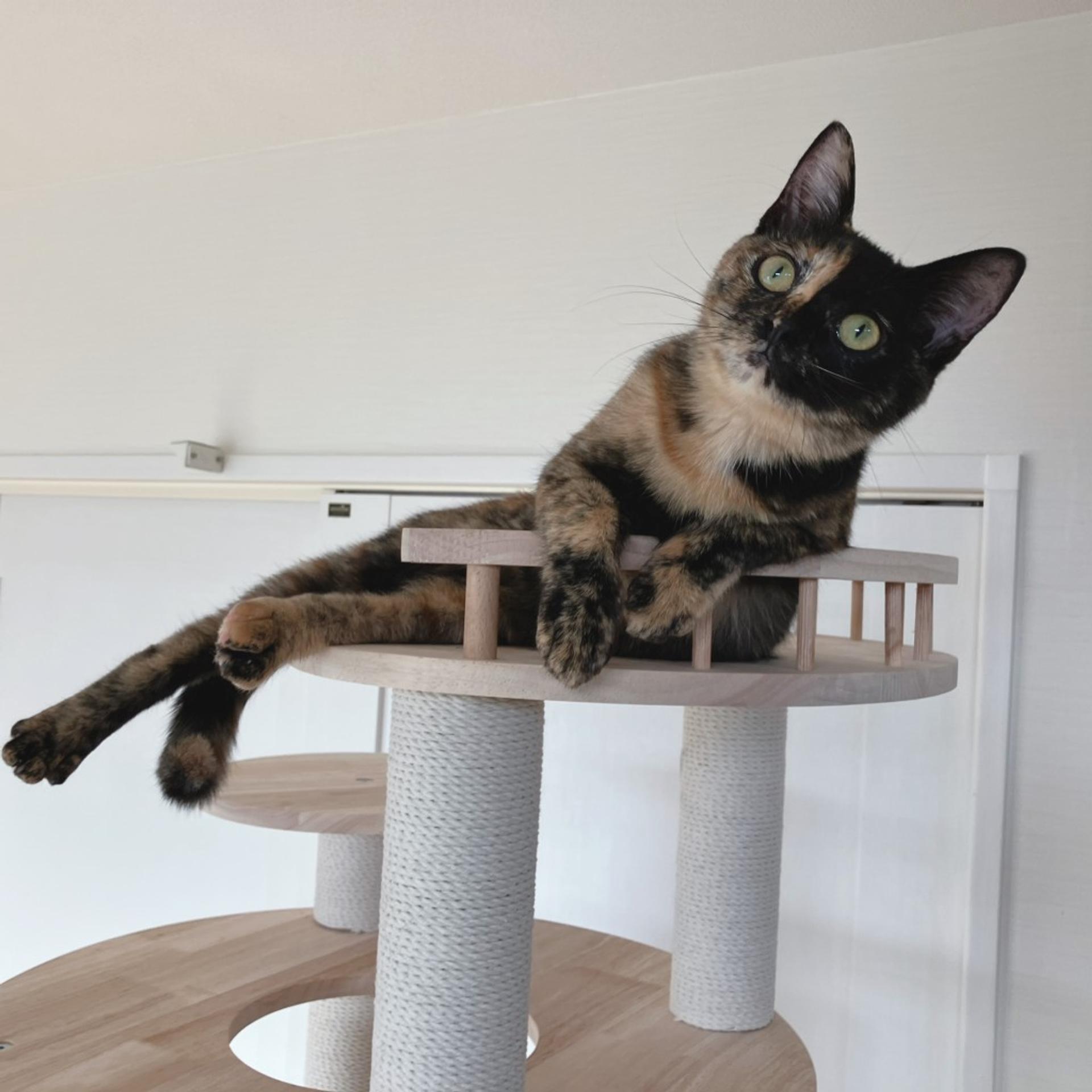 pet-image-4