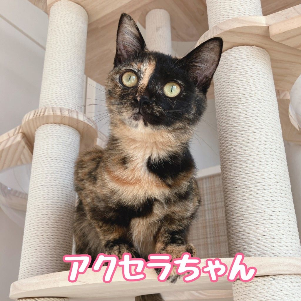 アクセラちゃん | 雑種（ミックス猫） | なら地域ねこの会