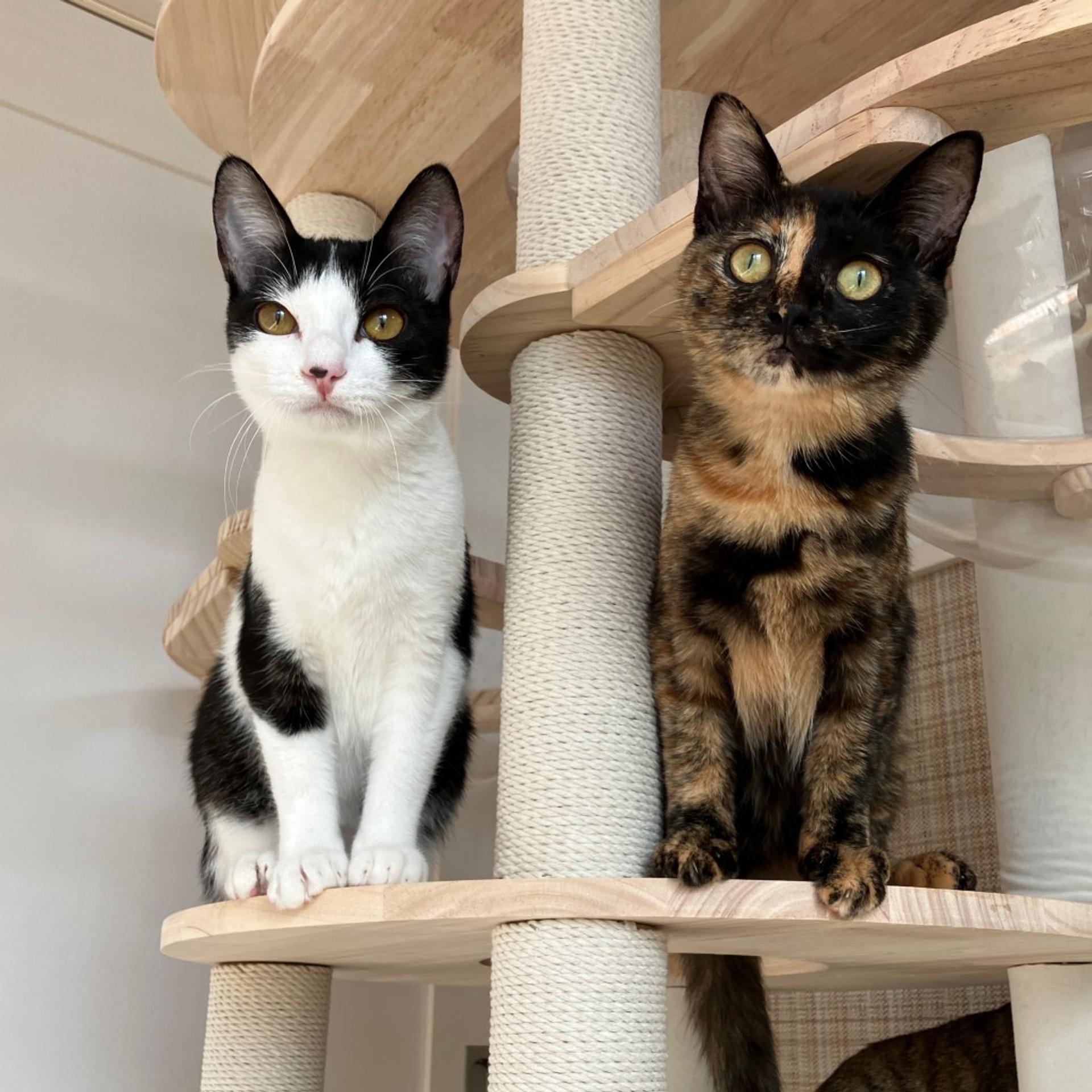 pet-image-7