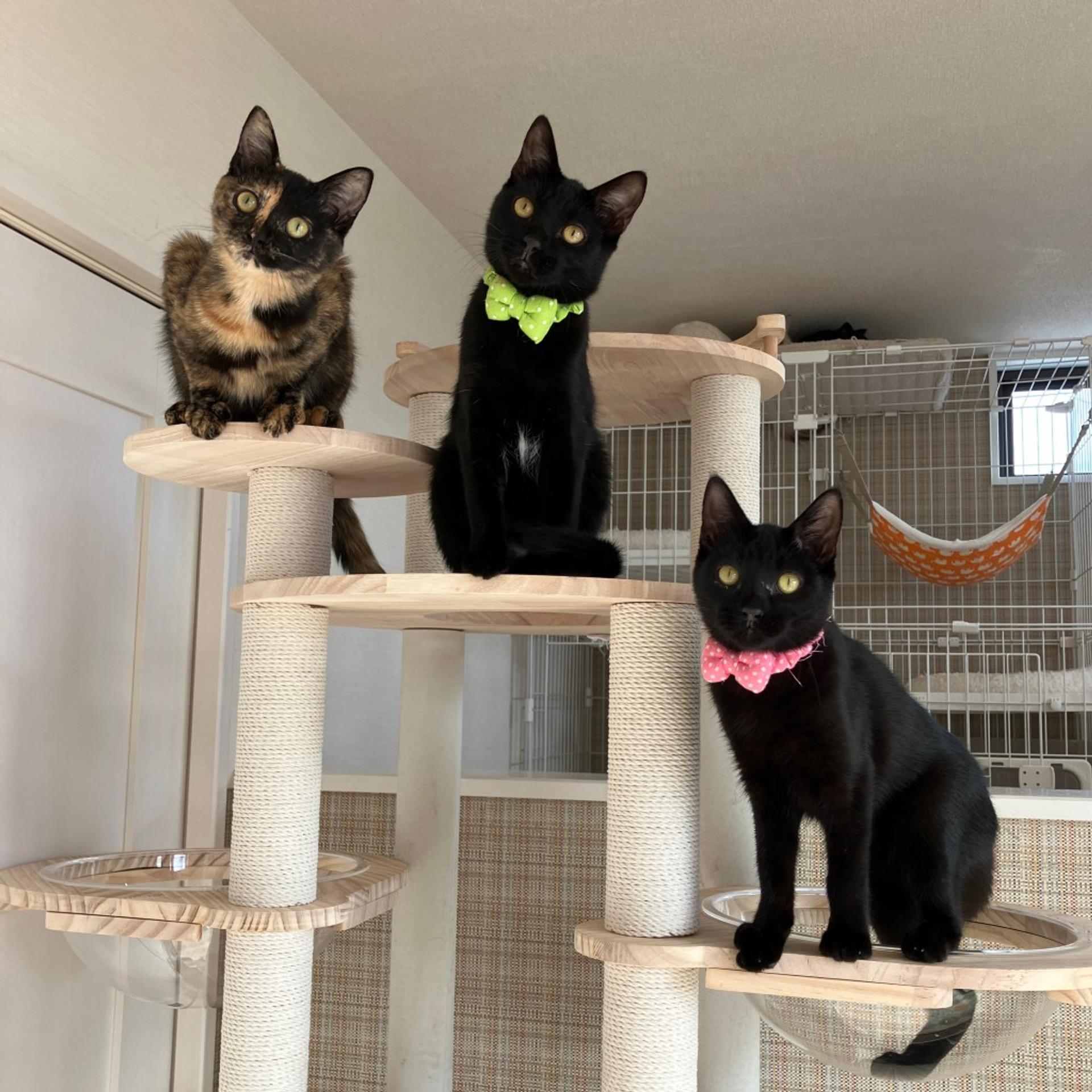 pet-image-8
